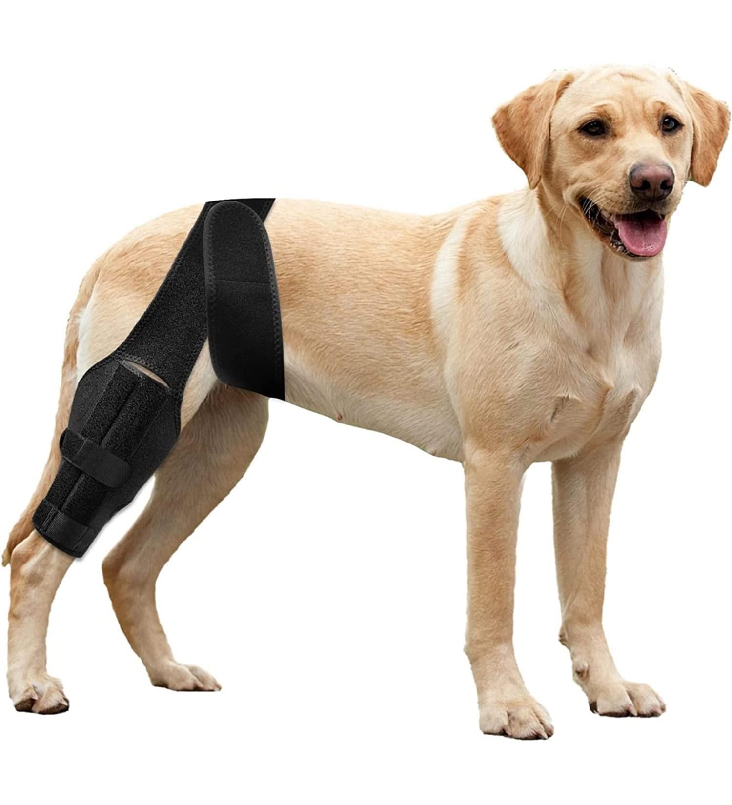 Dog Pet Knee Brace for Support with Cruciate Ligament Injury Joint Pain and Muscle Sore Better Recovery with Dog ACL Knee Brace Adjustable Rear Leg Braces for Dogs Knee Brace (Large) - Buy Online on GoSupps.com