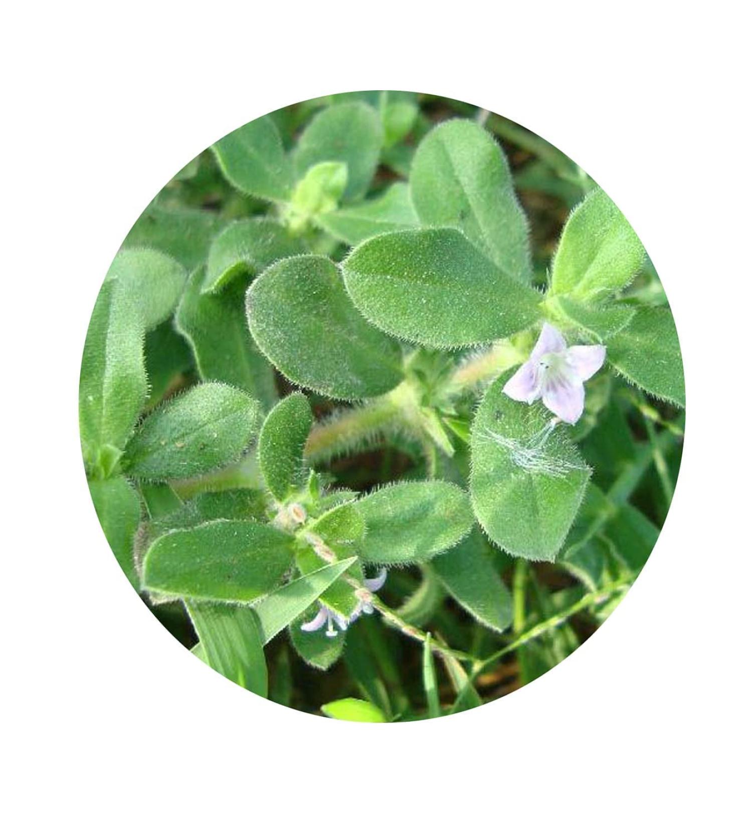 CROW CROW Valli Organics Nathai Soori 100 g