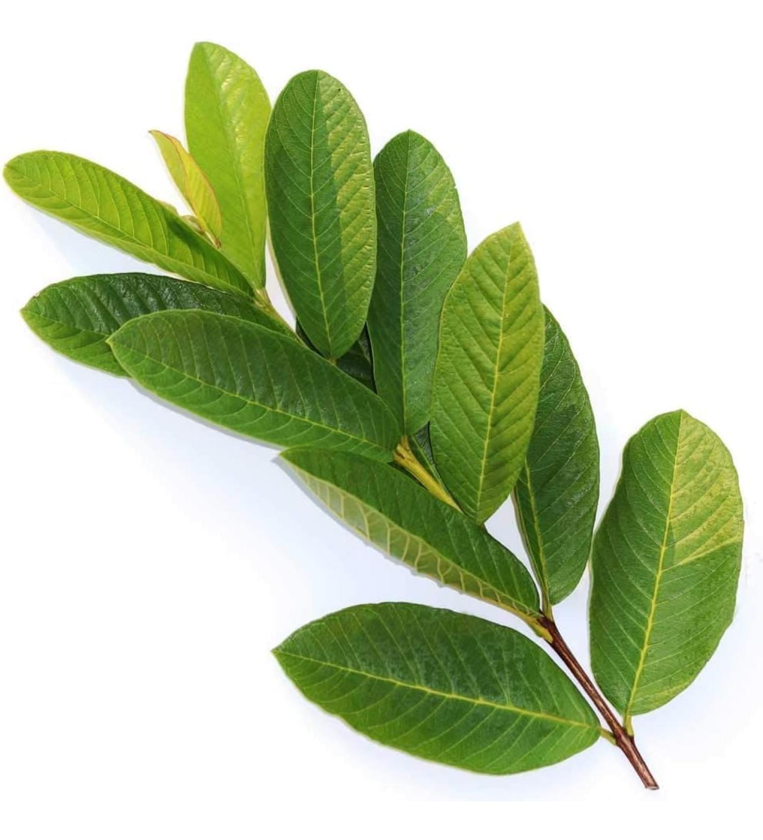 Fresh Organic Guva Leaves | Approx 70G Jumbo | Guva Leaf For Medical | Use Diabetes & Skin Care| Indian Origin|Next Day Shipping By Seelans - Buy Online on GoSupps.com