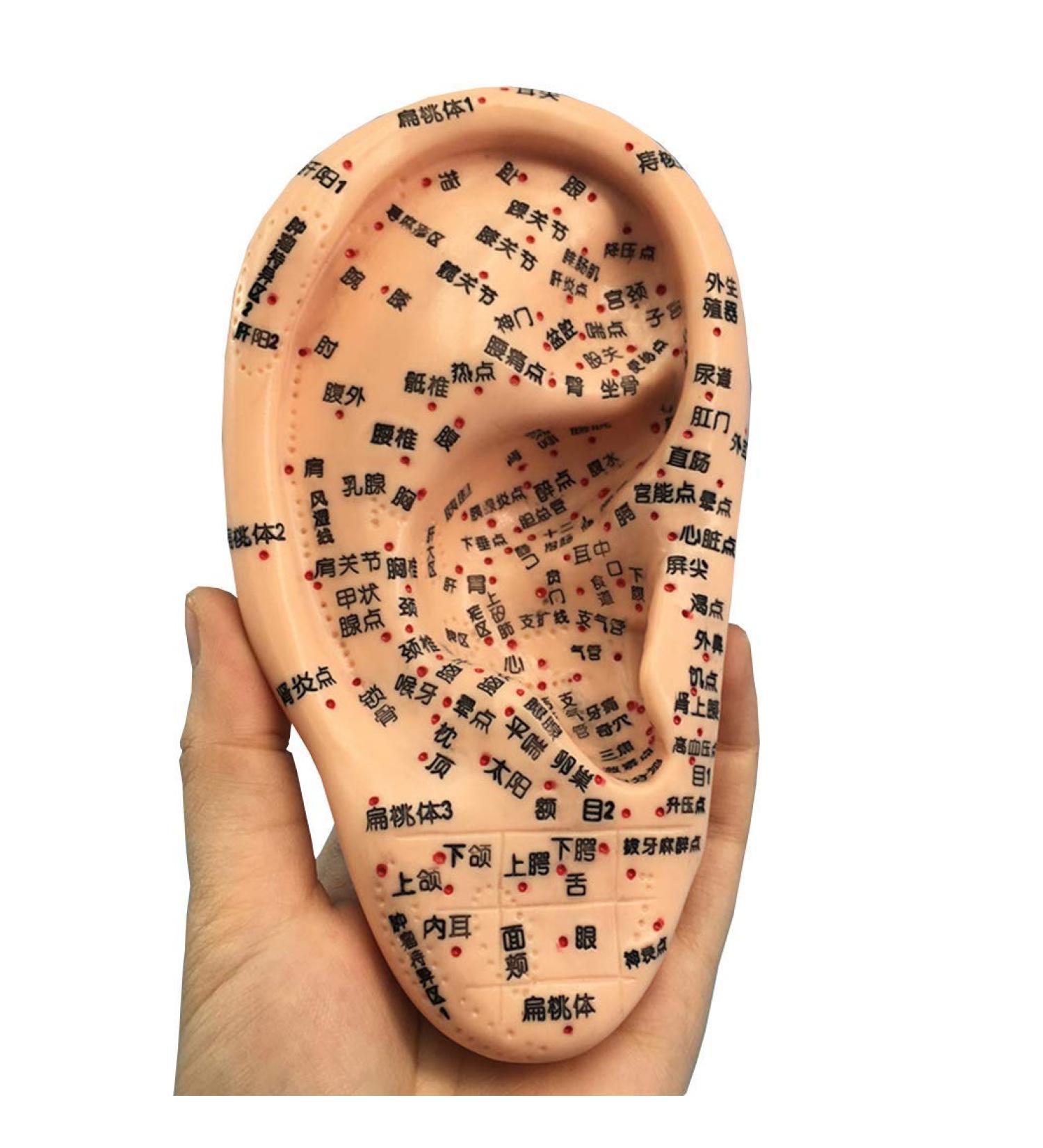 Acupuncture and Moxibustion Model 16cm Ear Point Professional Medical Pressure and Anatomical Tools - Buy Online on GoSupps.com