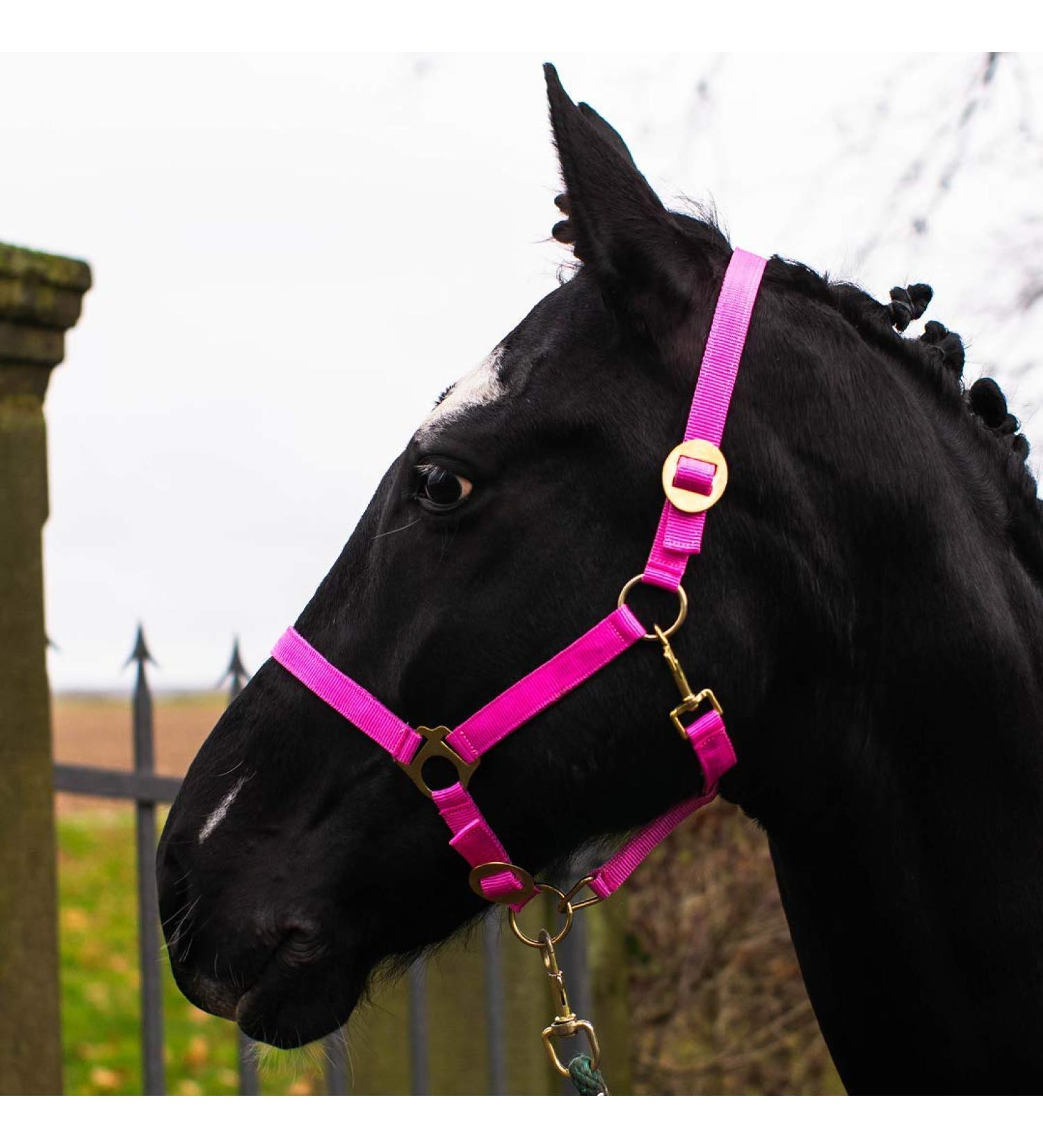 Buy Pink Horse Delini Halfter | Adjustable Foal Halter for Mini Shetty - Perfect for Young Horses - Buy Online on GoSupps.com
