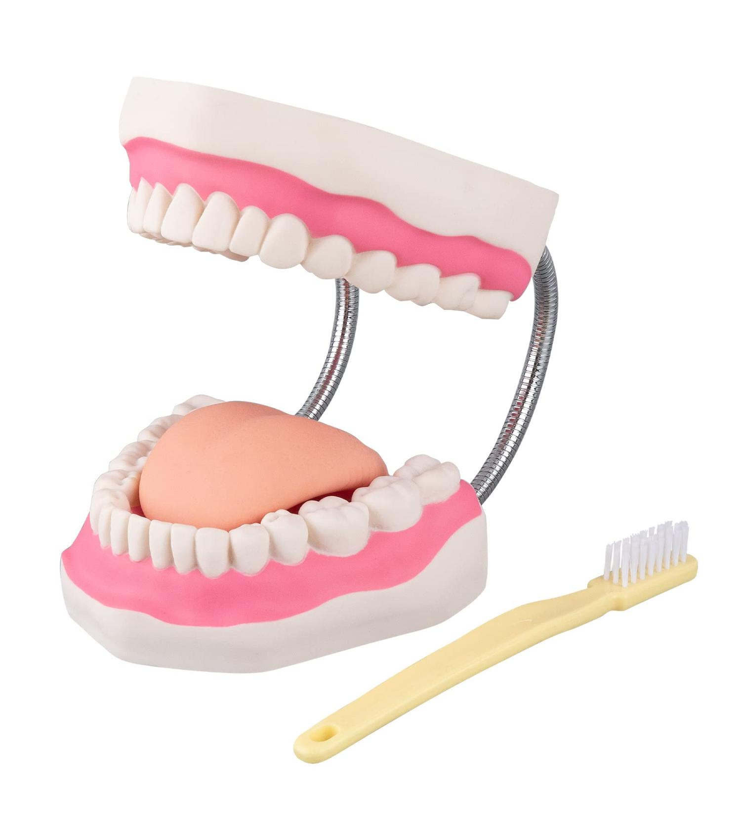 LVCHEN Mouth Model for Speech Therapy - Dental Hygiene Teeth Model with Movable Tongue and Denture Toothbrush - Buy Online on GoSupps.com