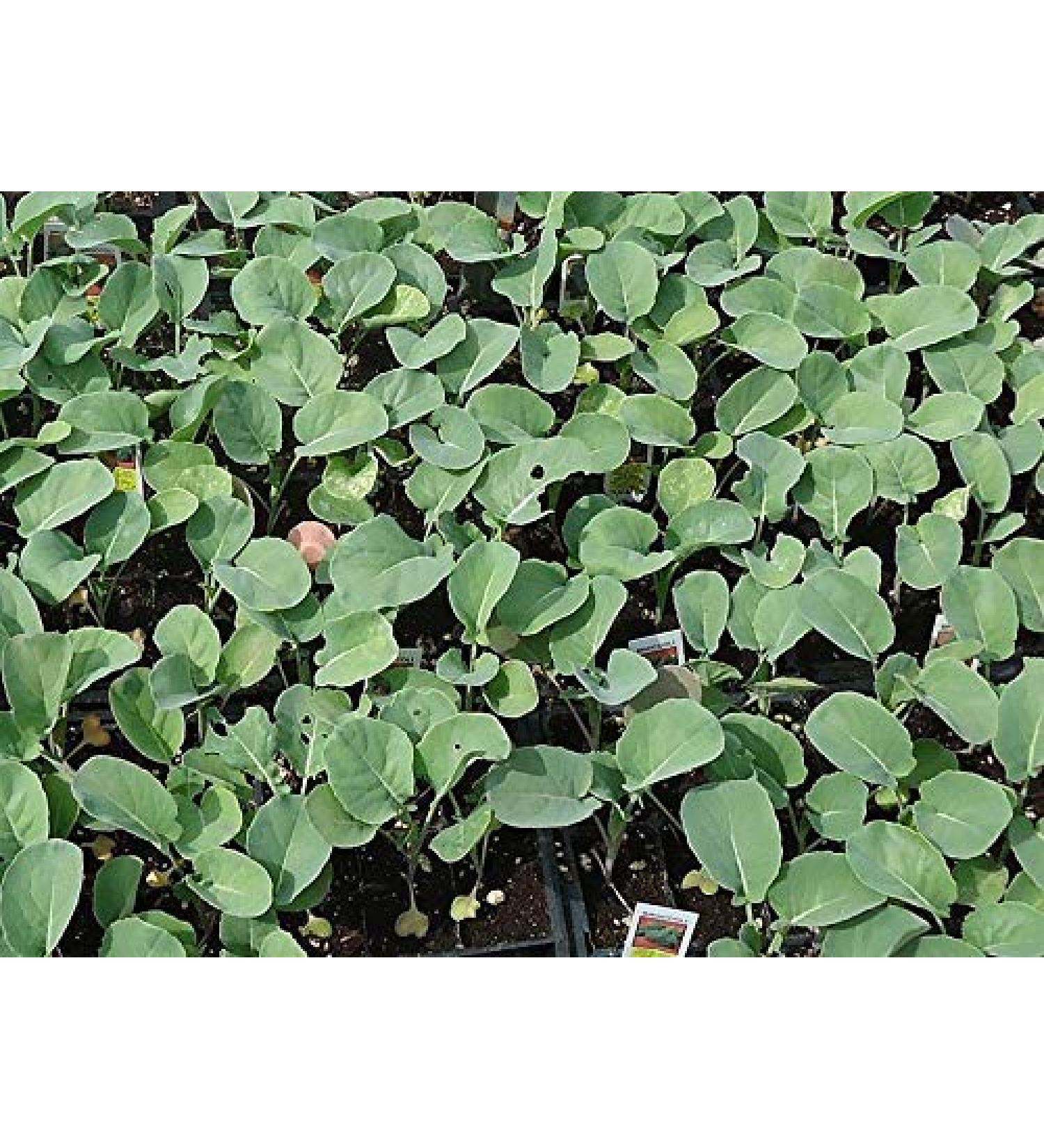 Cool Portal 25G Calabrian Broccoli Nt Seedsgerminating seedsAntioxidants Rich