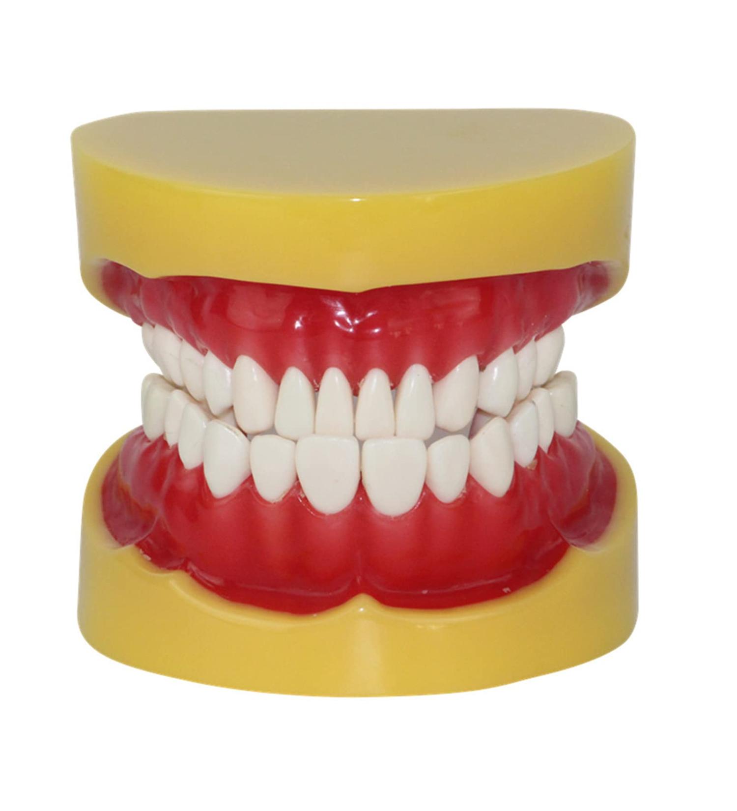 Teaching Dental Model for Children | Adult Standard Mouthwash Model & Accessories | Ideal for Dentistry Students & Patients | Unterric - Buy Online on GoSupps.com