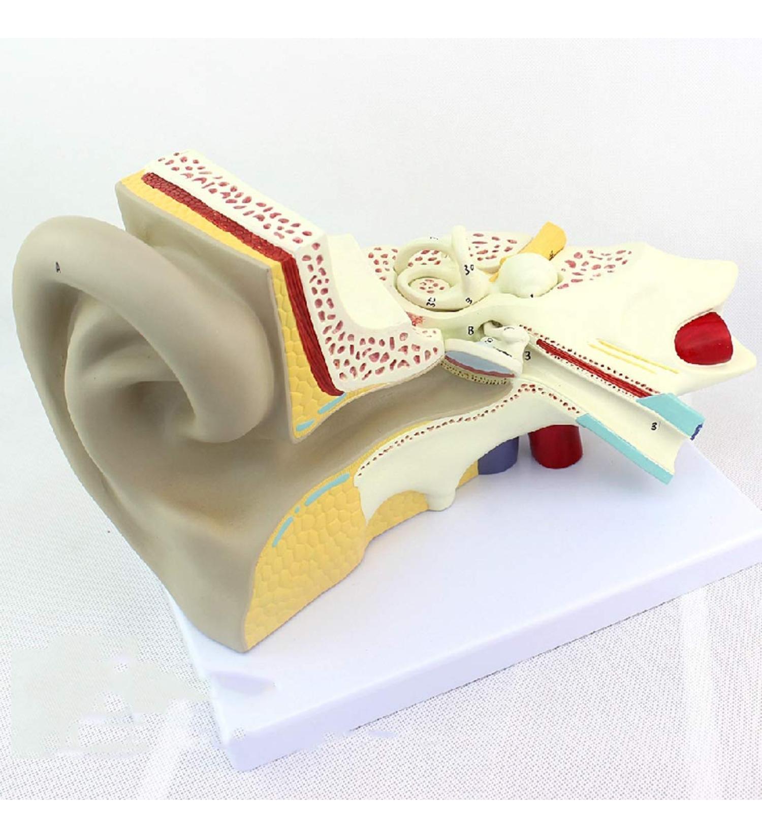 Educational Model Otolaryngology Auditory System Model Medical Human Ear Model Inner Ear Inner Ear Suitable for Teaching Equipment Medical Research - Buy Online on GoSupps.com