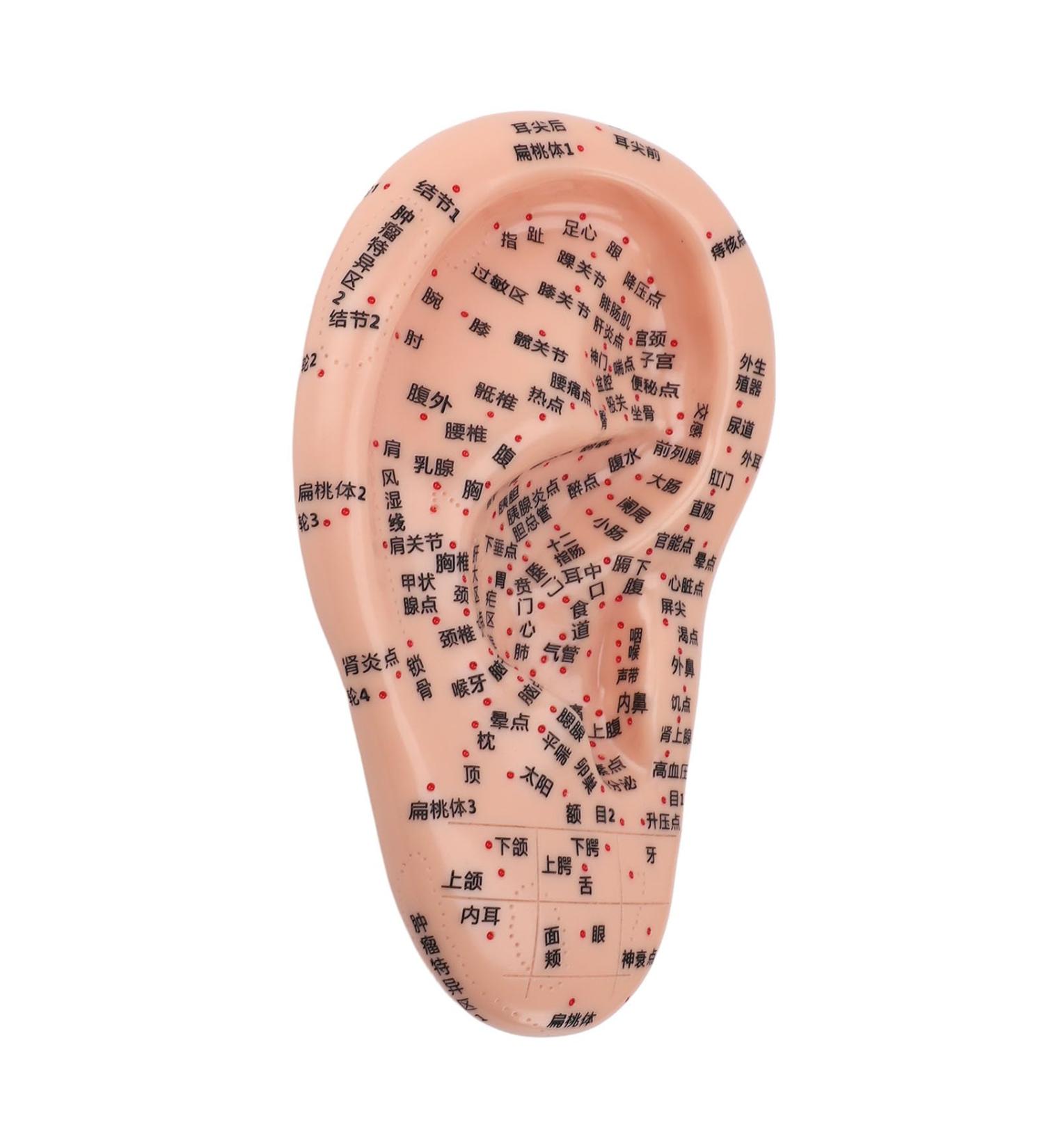 Human Ear Acupuncture Point Model - Clear Lettering Flexible PVC Multi-Purpose for Home Learning and Acupuncture Training - Buy Online on GoSupps.com