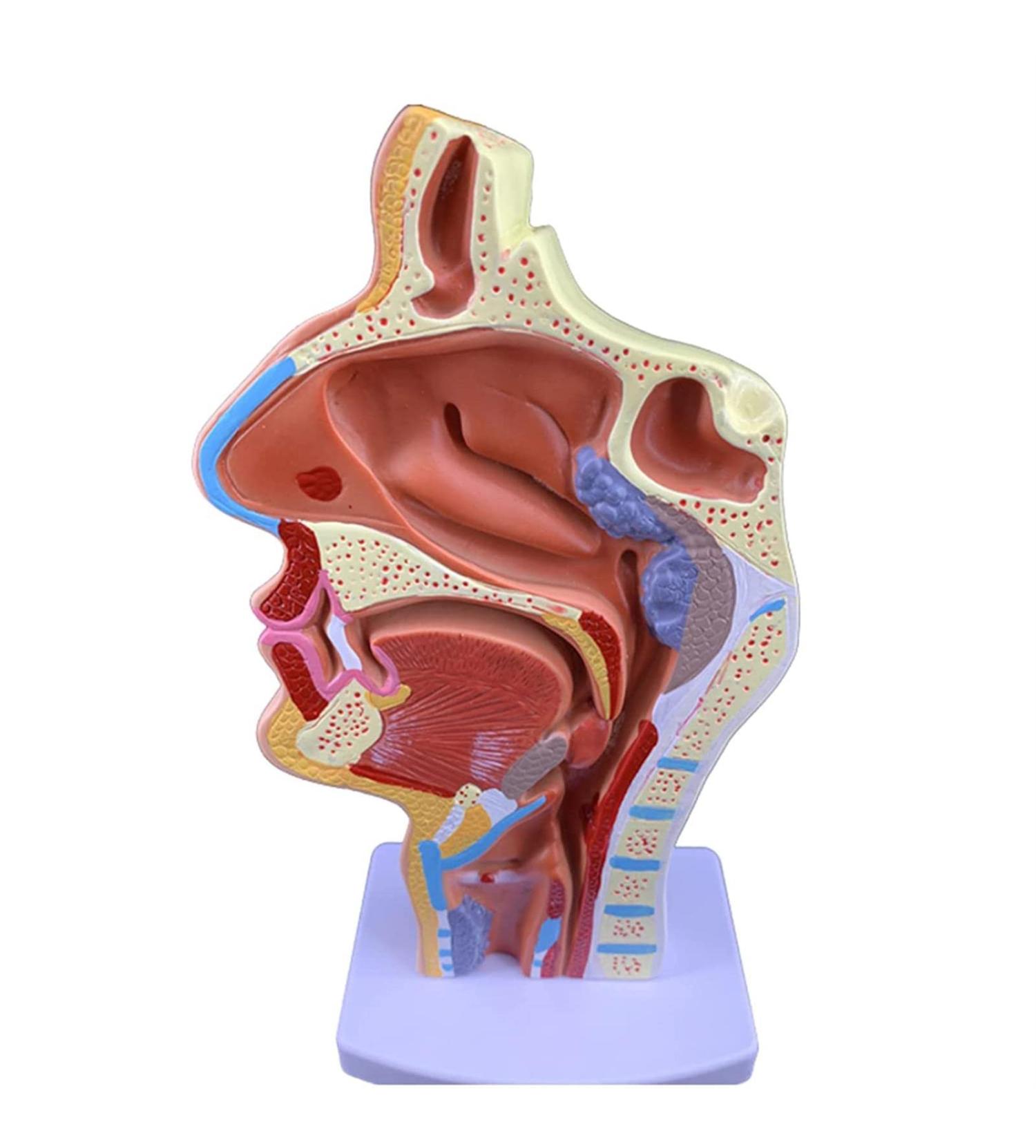 Mouth Nose Throat Pharynx Education Human Body ENT Model Study Model Pathology Nose Throat Model Enlarge The ical Model A+a - Buy Online on GoSupps.com