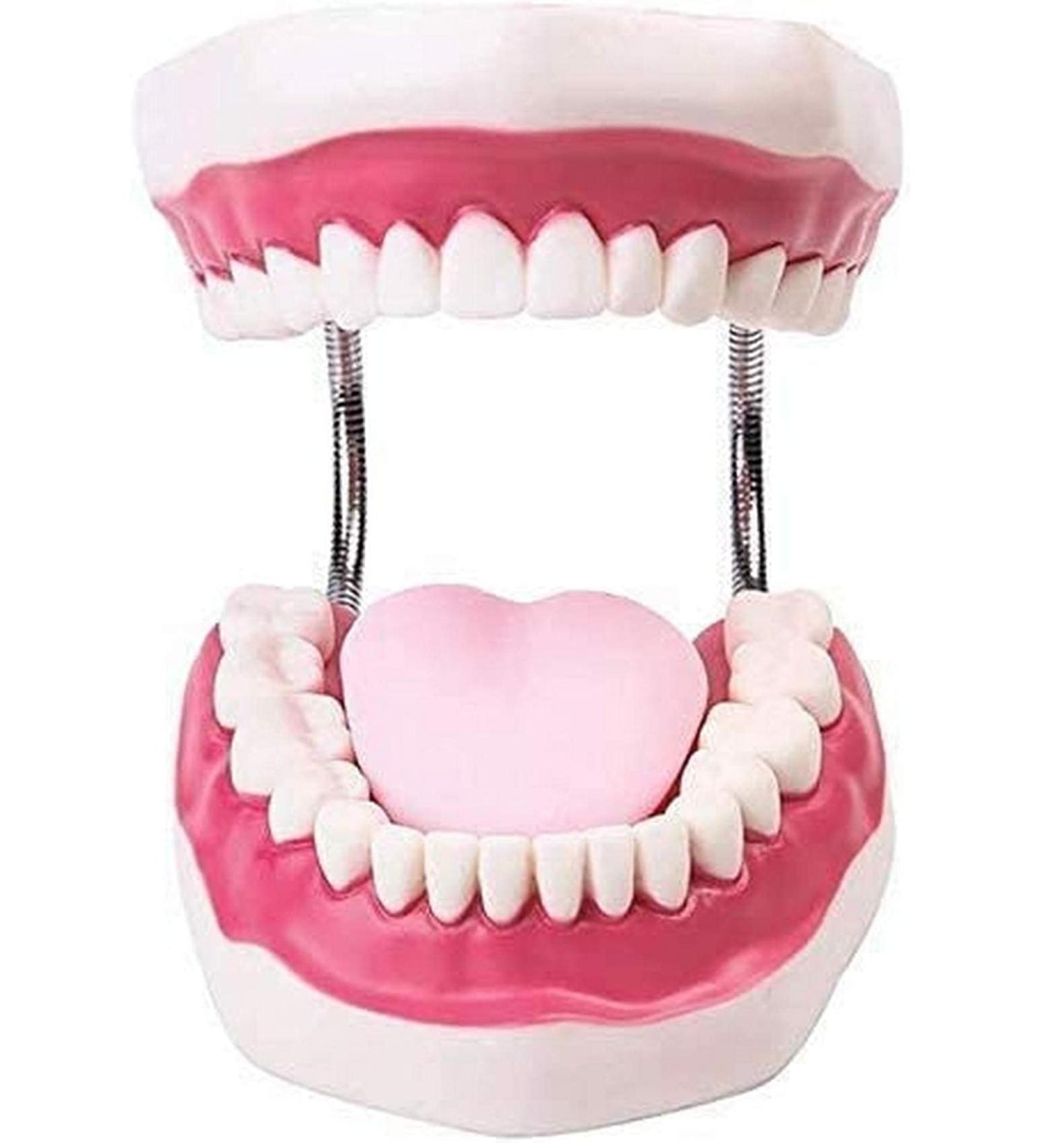 Teeth Model with Removable Teeth & Toothbrush for Dental Education - Simulated Dental Care Body Model - Buy Online on GoSupps.com