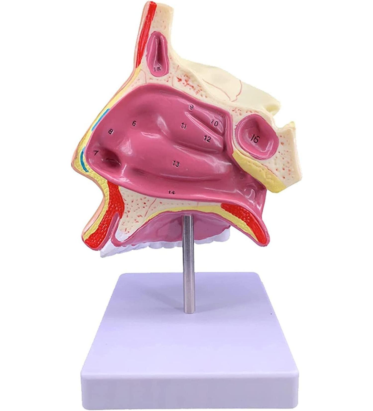Mouth Nose Throat Pharynx Education Human Body ENT Model Study Model Pathology Nose Throat Model Enlarge The ical Model of Human Organs A+b - Buy Online on GoSupps.com
