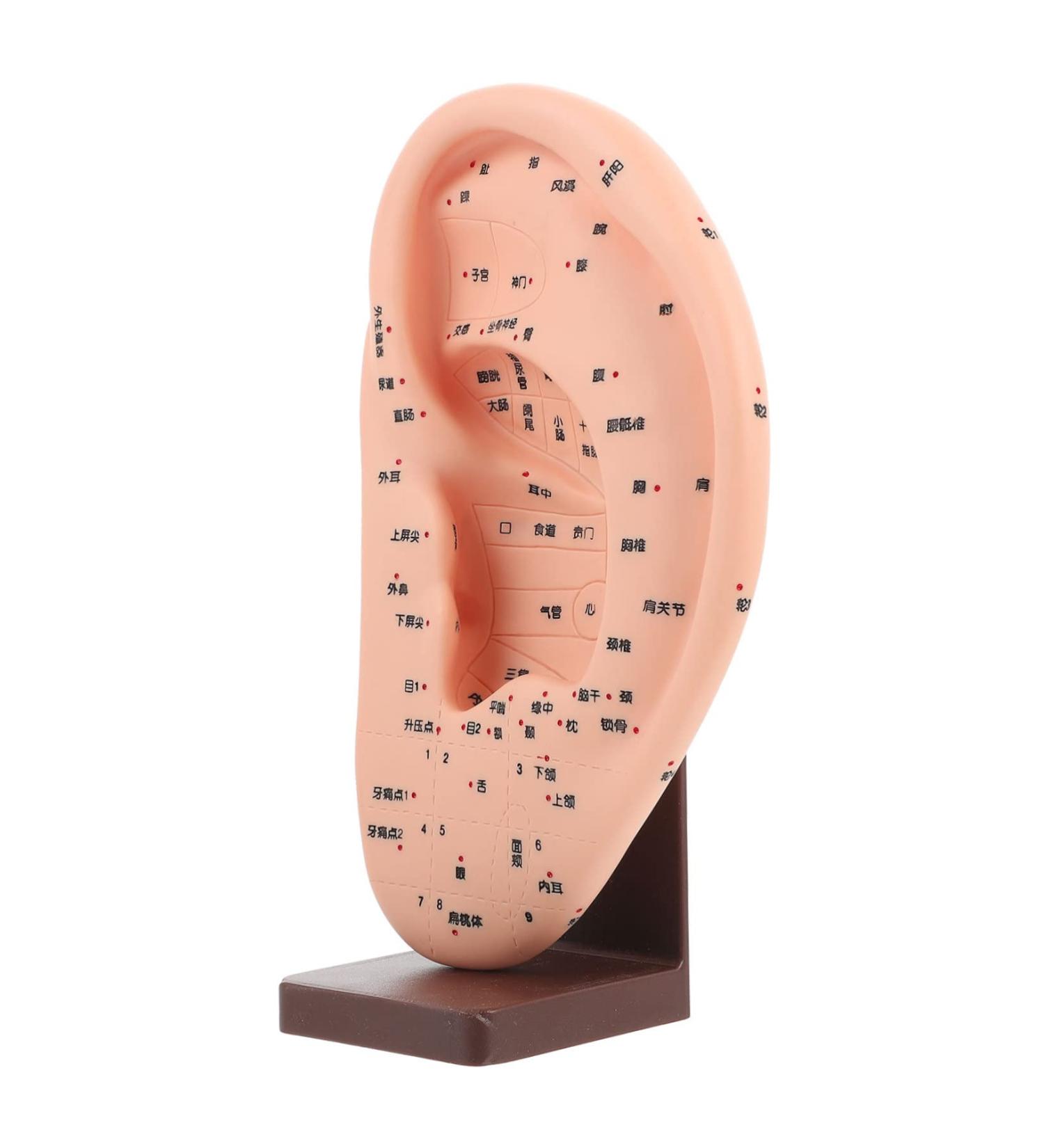 ULTECHNOVO Adult Ear Massage Model for Reflexology Demonstration with Base - Acupoint Learning & Display Model - Buy Online on GoSupps.com
