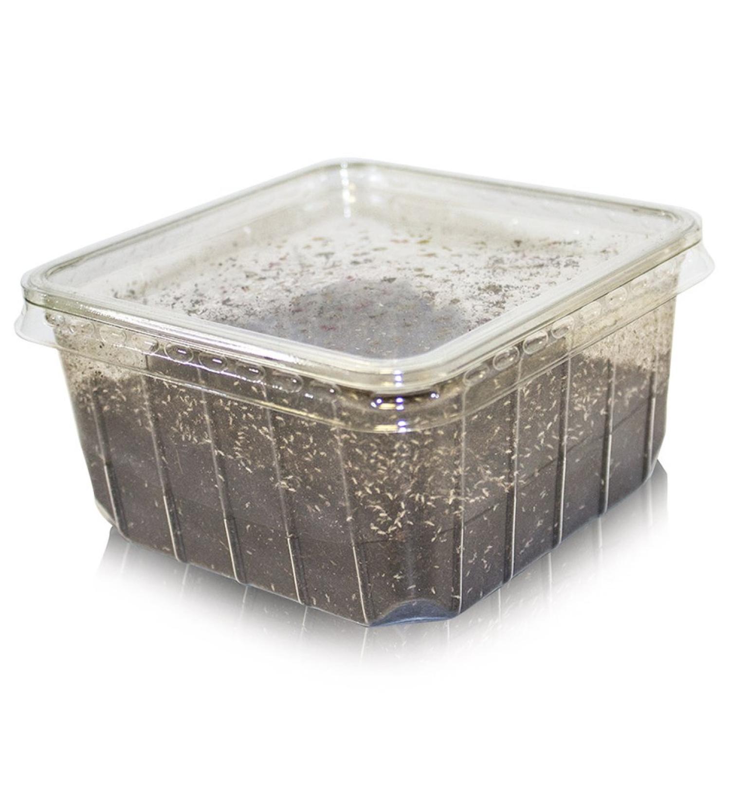 Springtails Pre-pack
