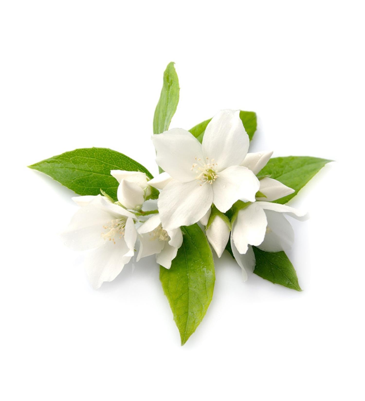 Jasmine Thai Aroma Oil 100ml - Premium Massage Oil with Authentic Thailand Scent - Buy Online on GoSupps.com