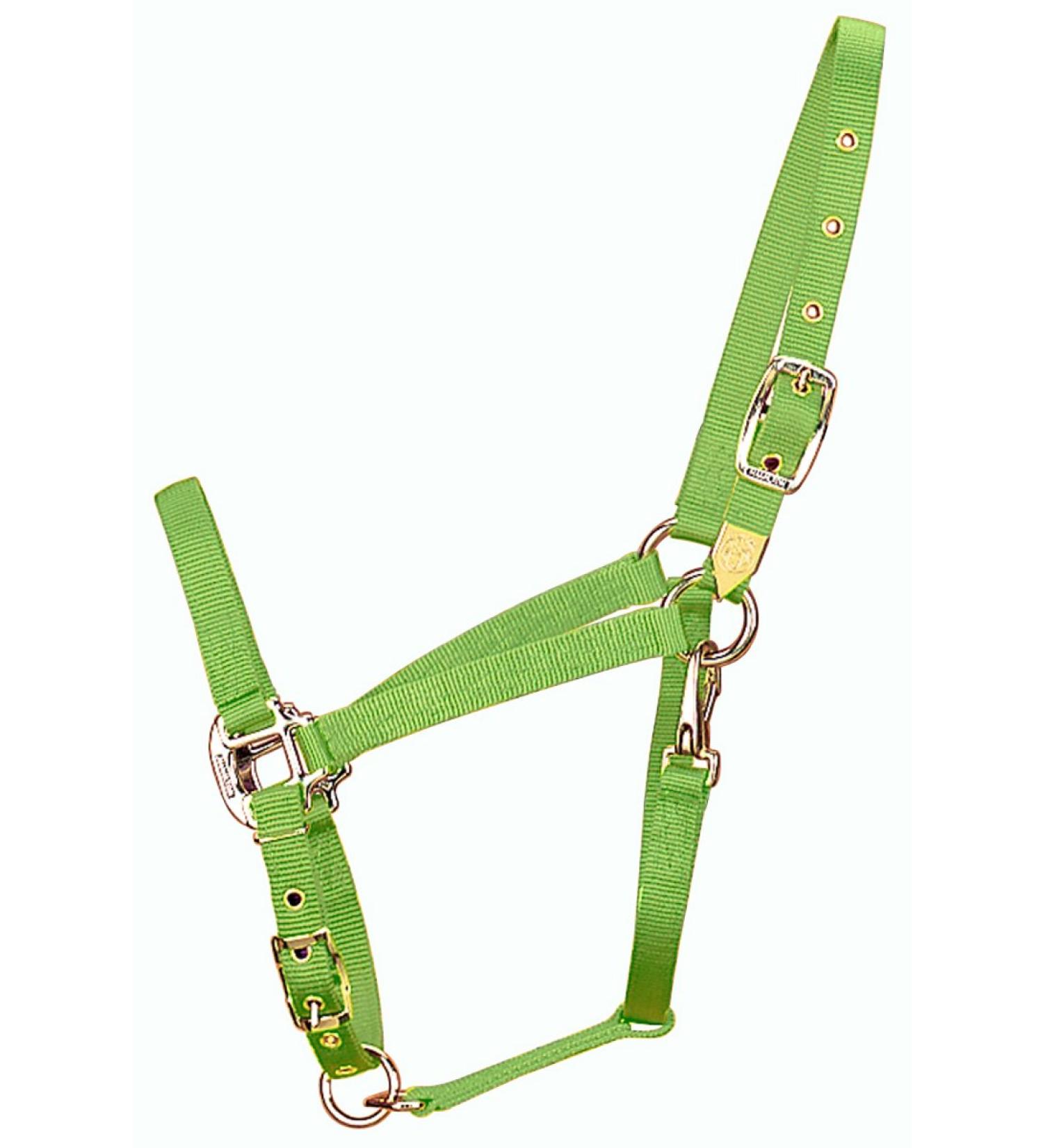 Hamilton 3/4-Inch Nylon Arabian Horse Halter with Adjustable Chin and Throat Snap Small 500 to 800 pounds lime green
