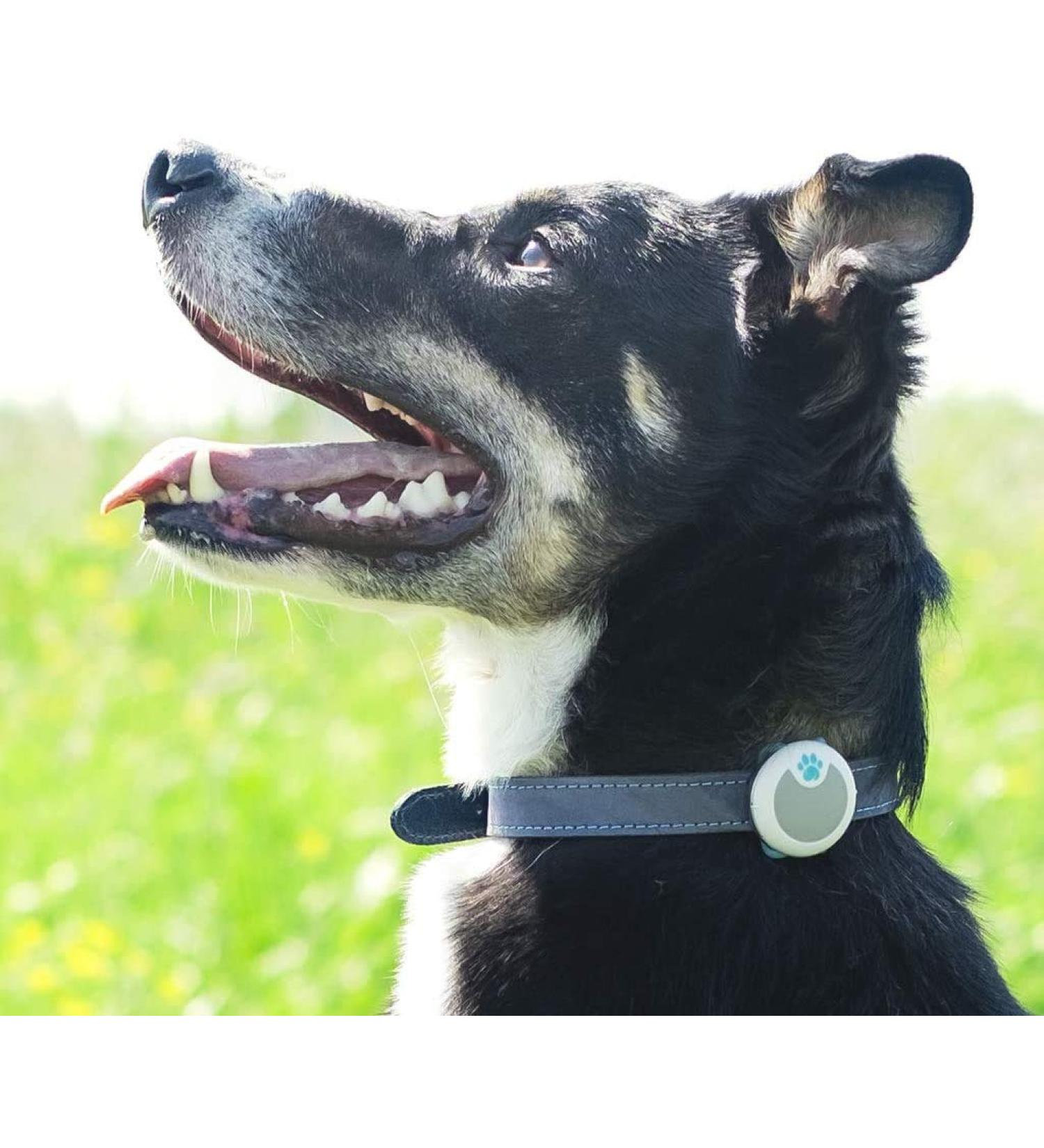 SureFlap Animo Dog Activity Tracker and Behavior Monitor - 0.06 LB - Buy Online on GoSupps.com