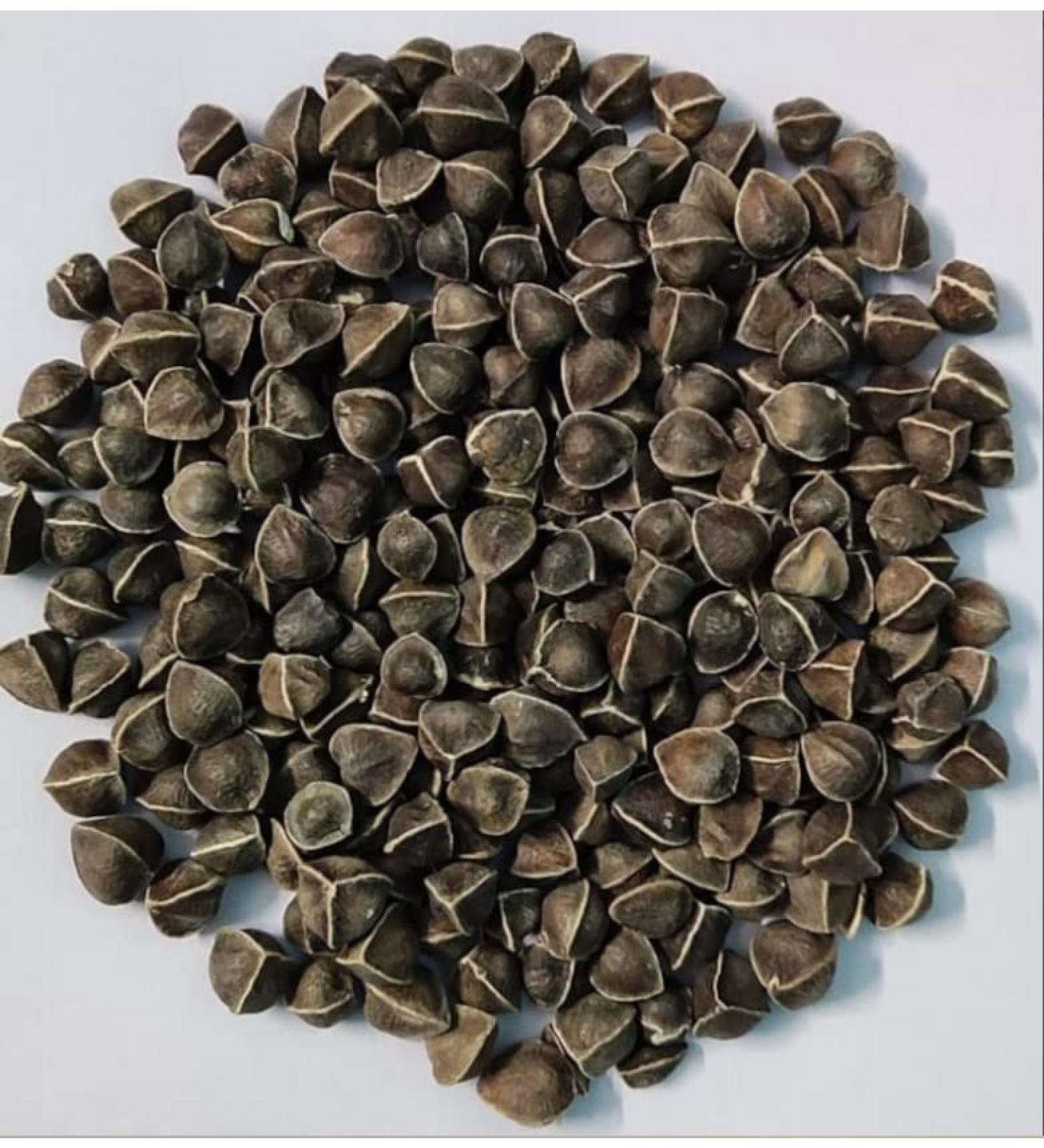EasySeeds Moringa Seeds emillas de Moringa Drumstick Tree Moringa oleifera West Indian ben Wingless Seeds (750gm) - Buy Online on GoSupps.com