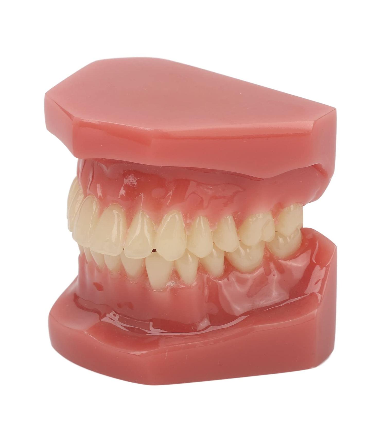 Reusable Synthetic Resin Dental Demonstration Model for Orthodontic Training - Ideal for Student Clinics - Buy Online on GoSupps.com