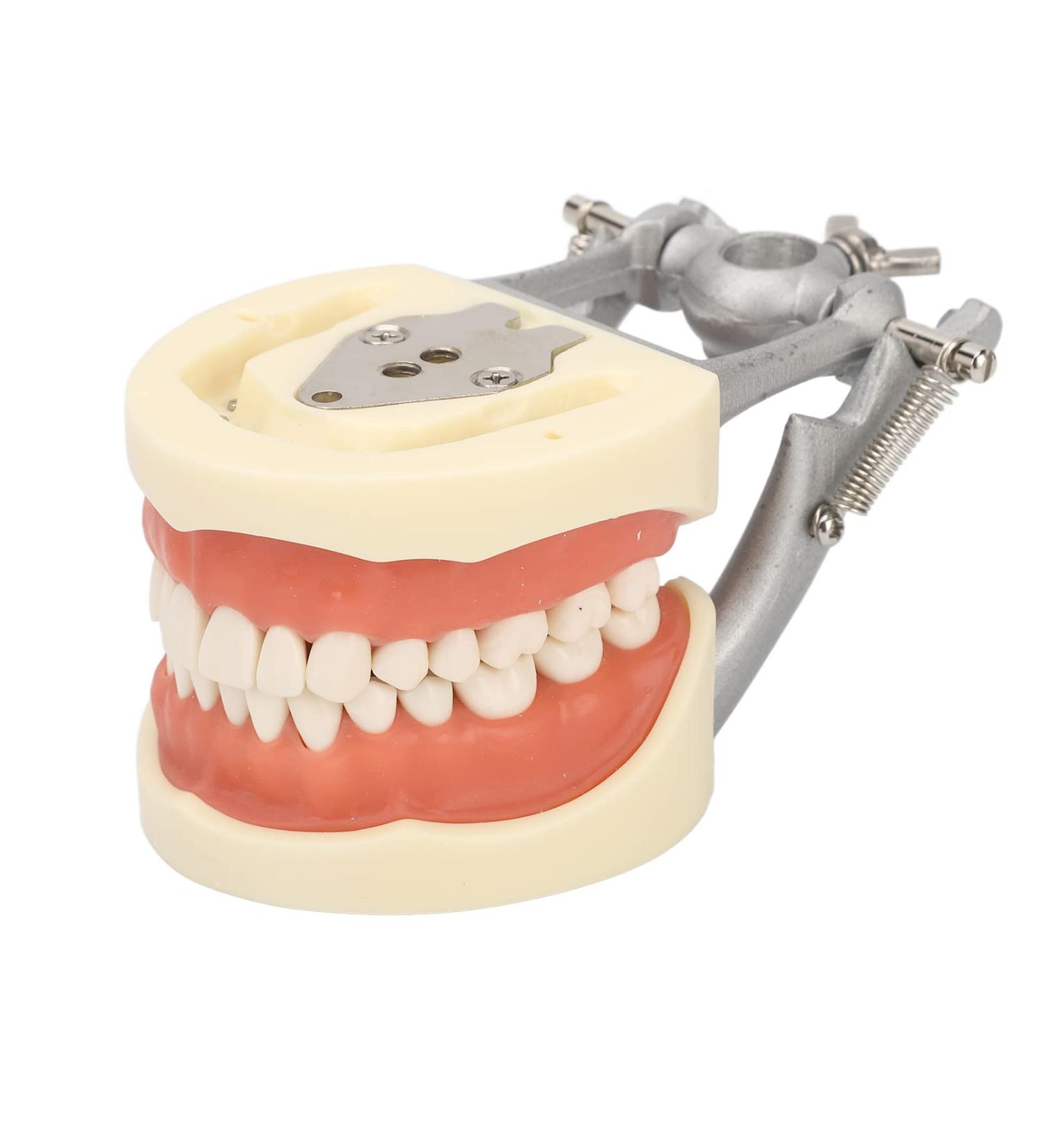 Teeth Model - Teaching Standard Typodont Demonstration Model with 32 Teeth & Soft Gums | Learn Tooth Morphology | International Shipping Available - Buy Online on GoSupps.com