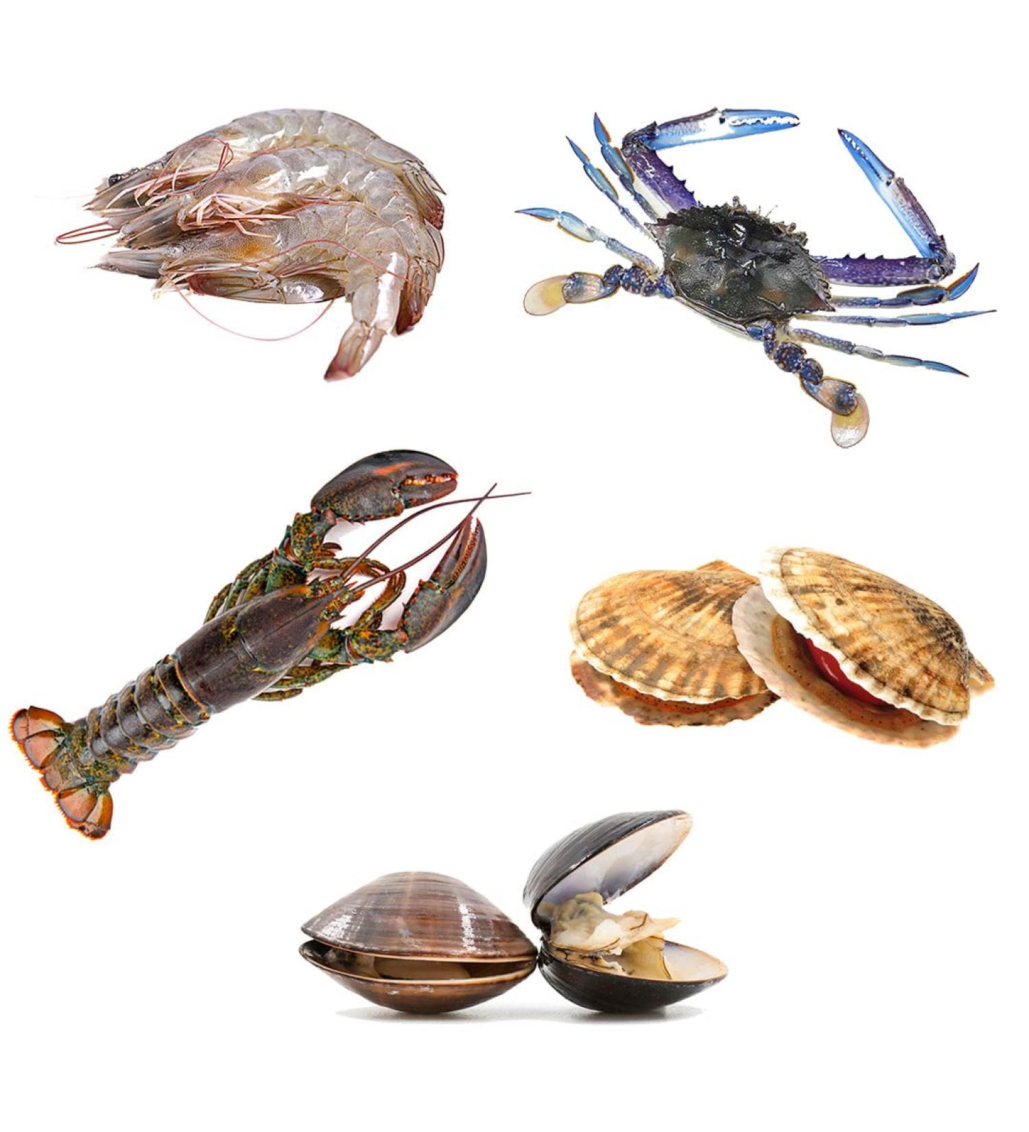 Seafood Boil Box 2 | 5 Ingredients | Lobster| Blue Crabs | Shrimp |Clams | Scallops |4.6kg