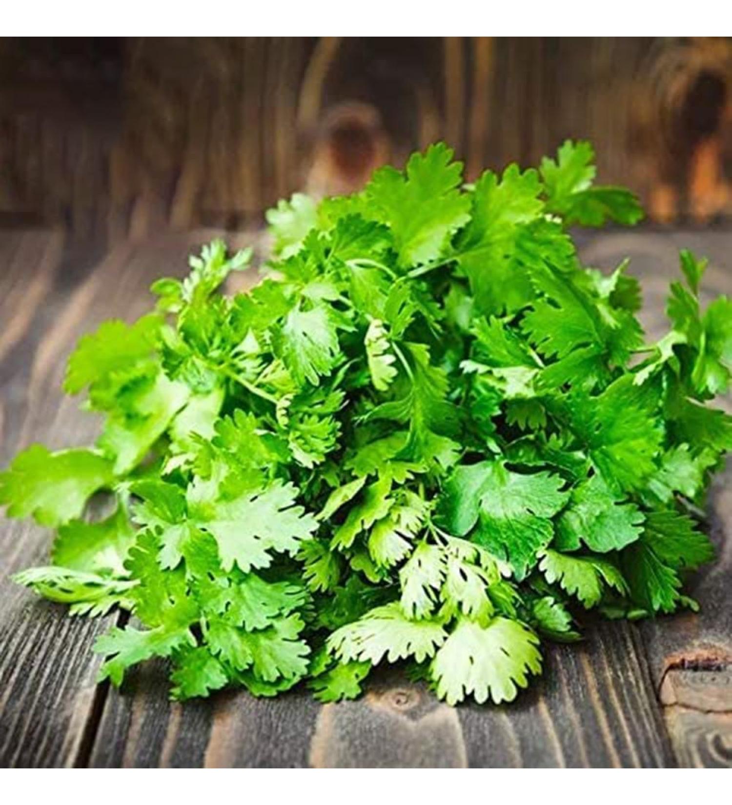 Luojuny Coriander Seeds 300pcs Coriander Seeds Garden Bonsai Nutritious Vegetable Flavor Cooking Plant Coriander Seeds - Buy Online on GoSupps.com