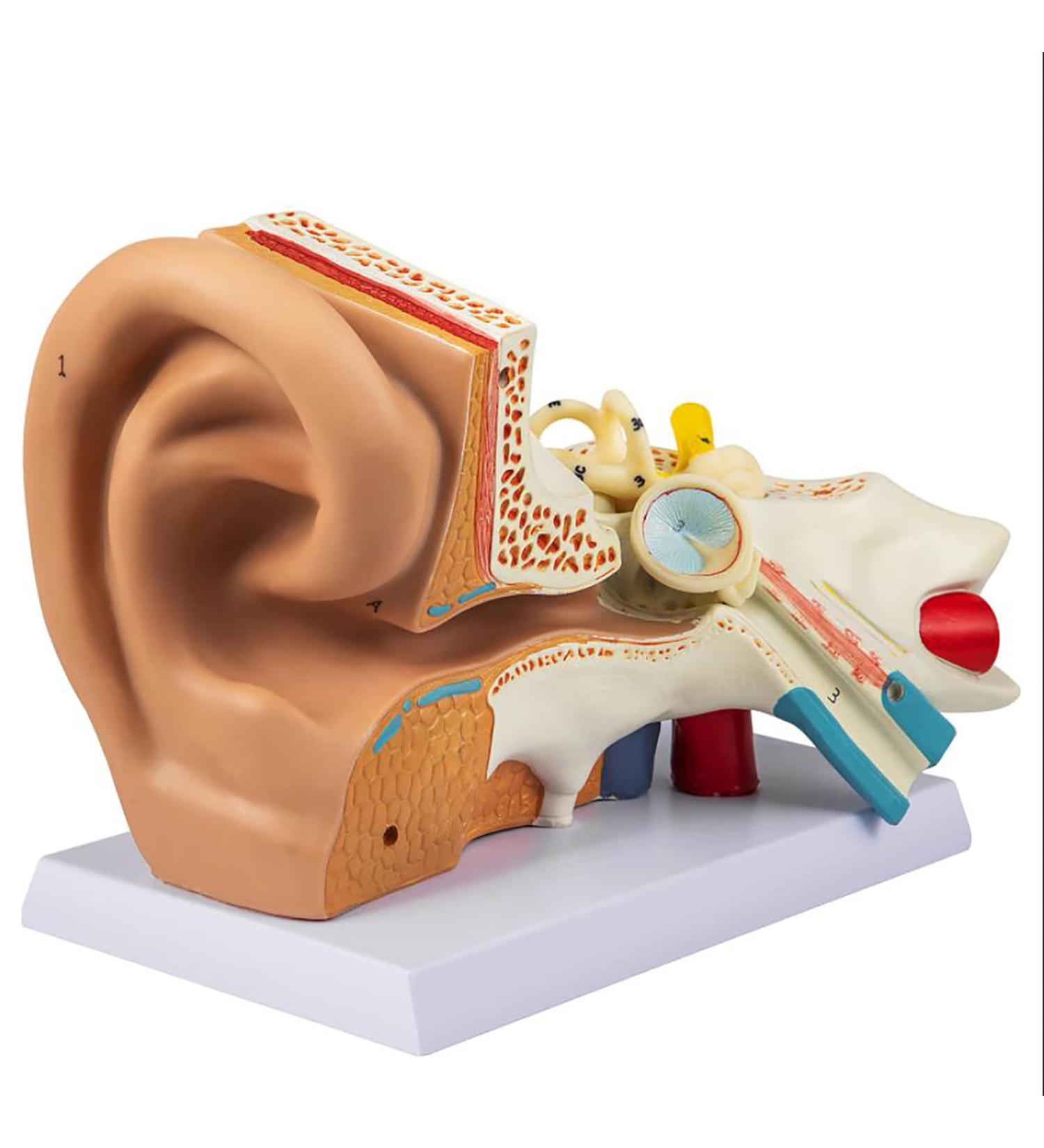 Human Ear Model 3D Model of Ear Display Outer Middle Inner Ear Model with Base 4 Times Enlarged Human Ear Medical Model for Teaching Research Biologists and Doctors - Buy Online on GoSupps.com