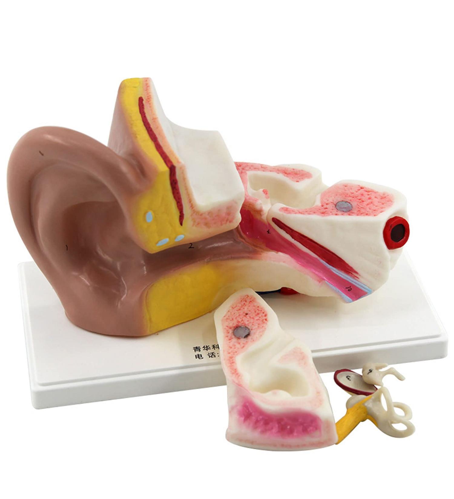 Ear Anatomy Model Expansion Display Educational Tool Teaching Model School Learning Tool Ear Model Structure - Buy Online on GoSupps.com