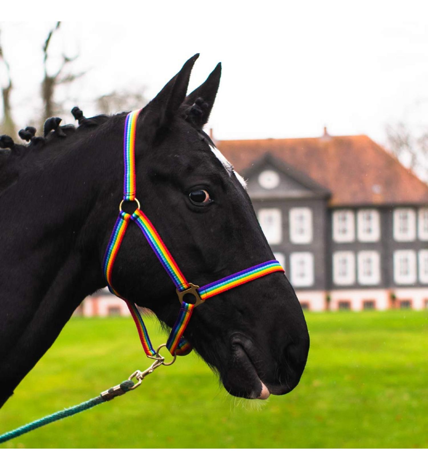 Premium Horse Halter for Warmblood Thoroughbred & Cold Blood - Adjustable Safe & Tearproof - Ideal for Stables & Pastures (Rainbow Shetty) - Buy Online on GoSupps.com
