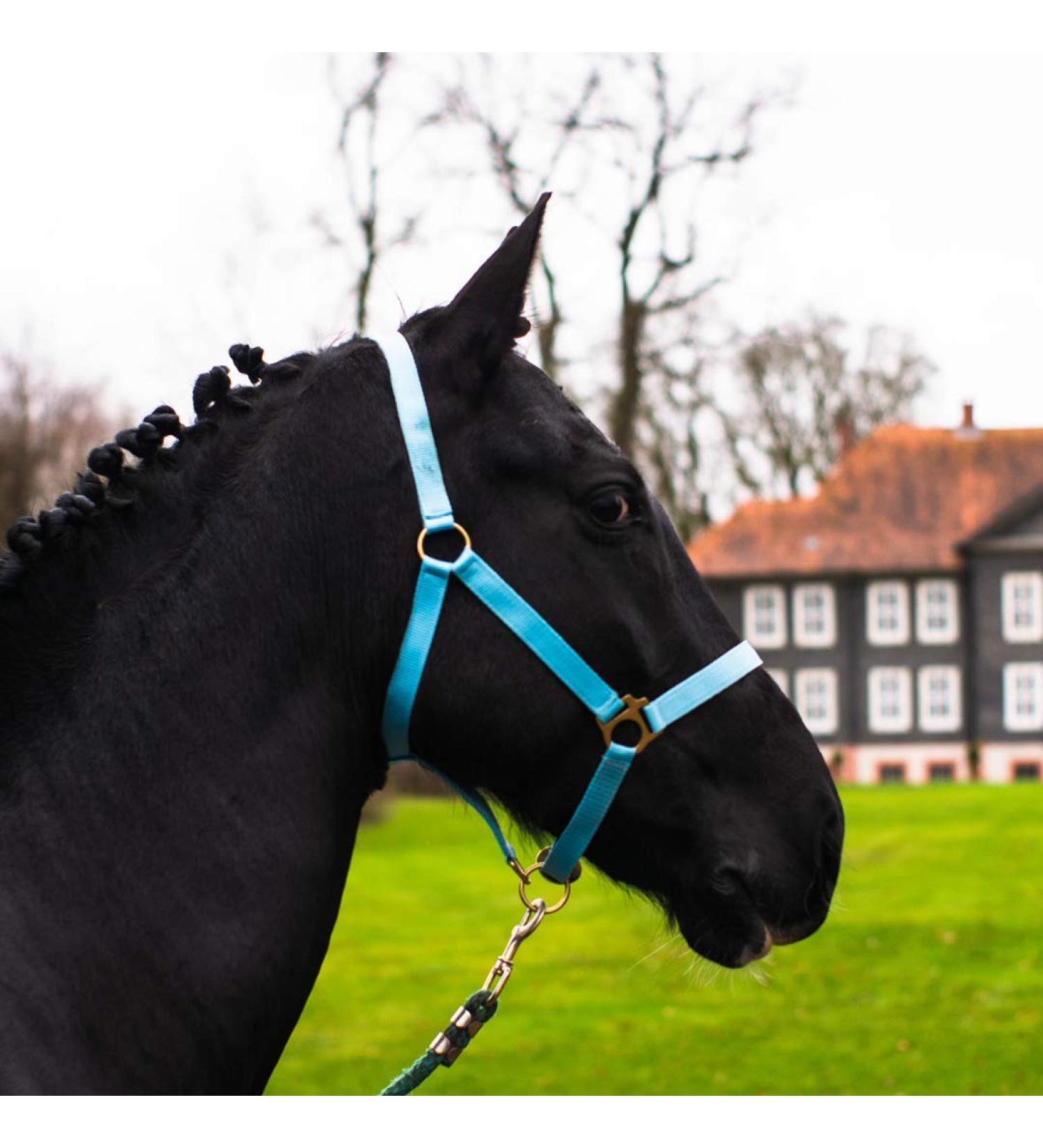 Premium Halter for Warmblood & Thoroughbred Horses - Adjustable Safe Tearproof Perfect for Stables & Pastures - Turquoise Cob Size - Buy Online on GoSupps.com