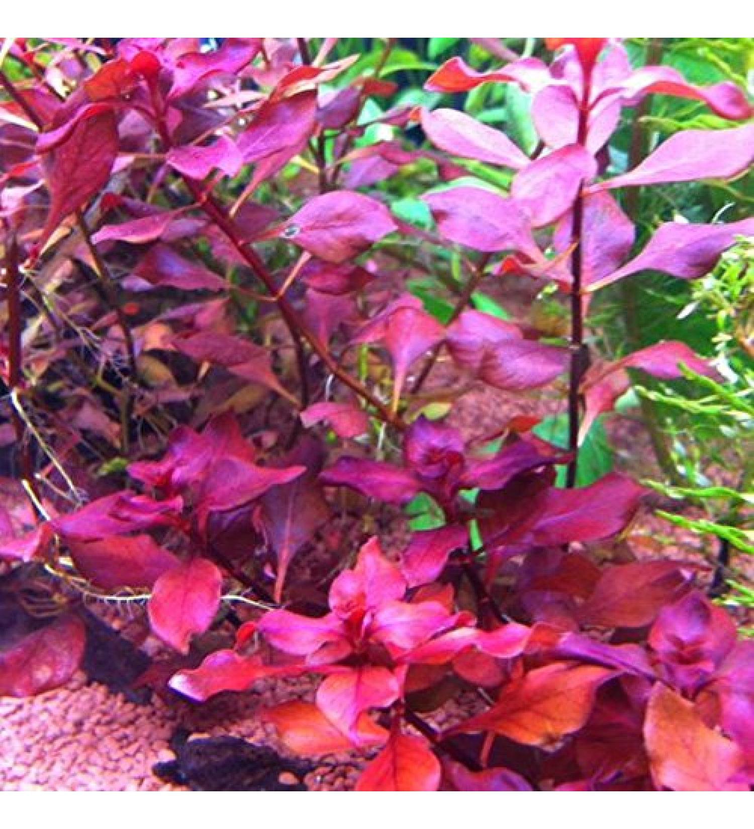 Ludwigia sp. Super Red - 1 Bunch - Live Aquarium Plant