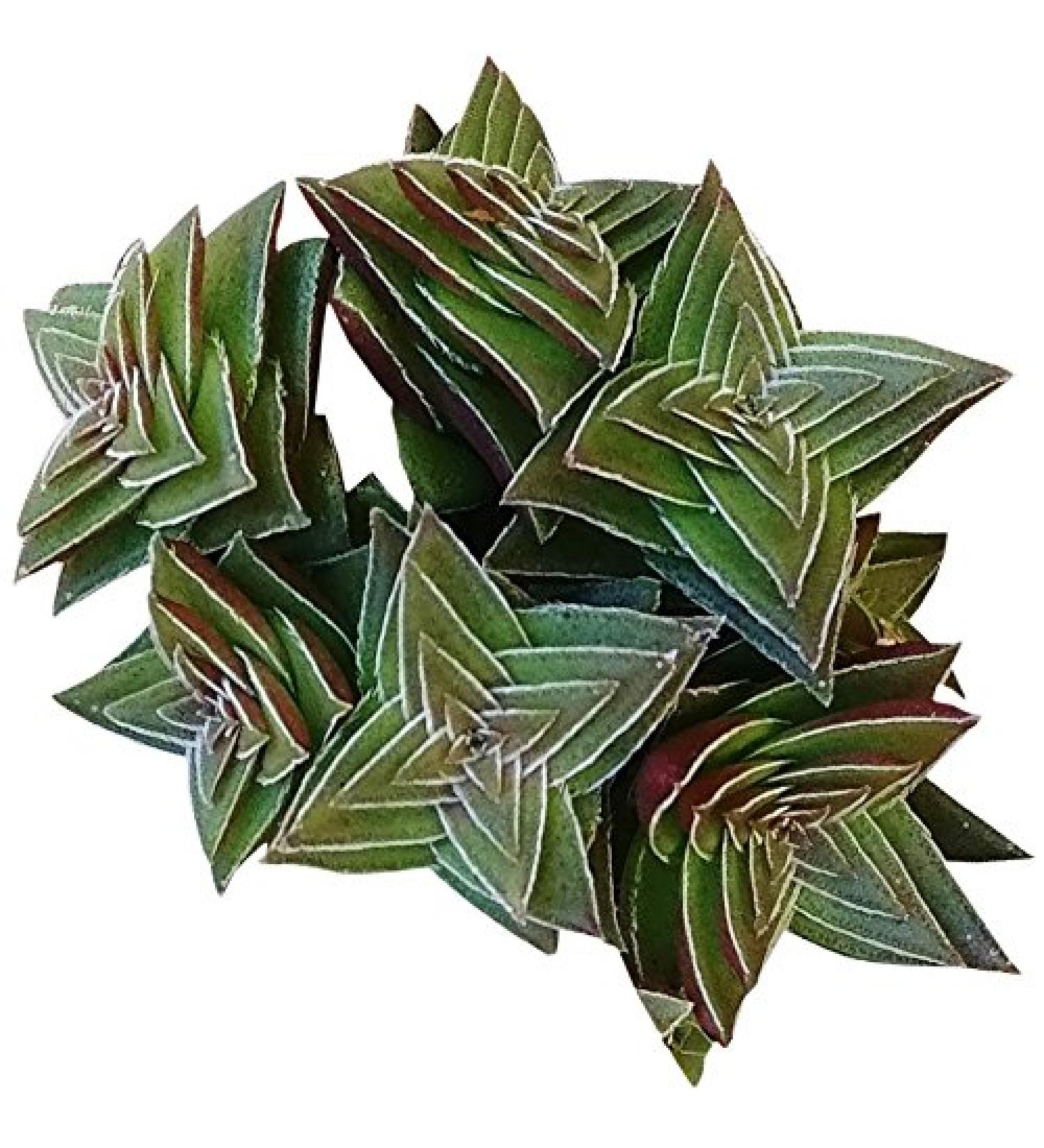Crassula Pagoda Village 4 inch | Unique Live Succulent Collection | Fully Rooted Indoor House Plant - Buy Online on GoSupps.com