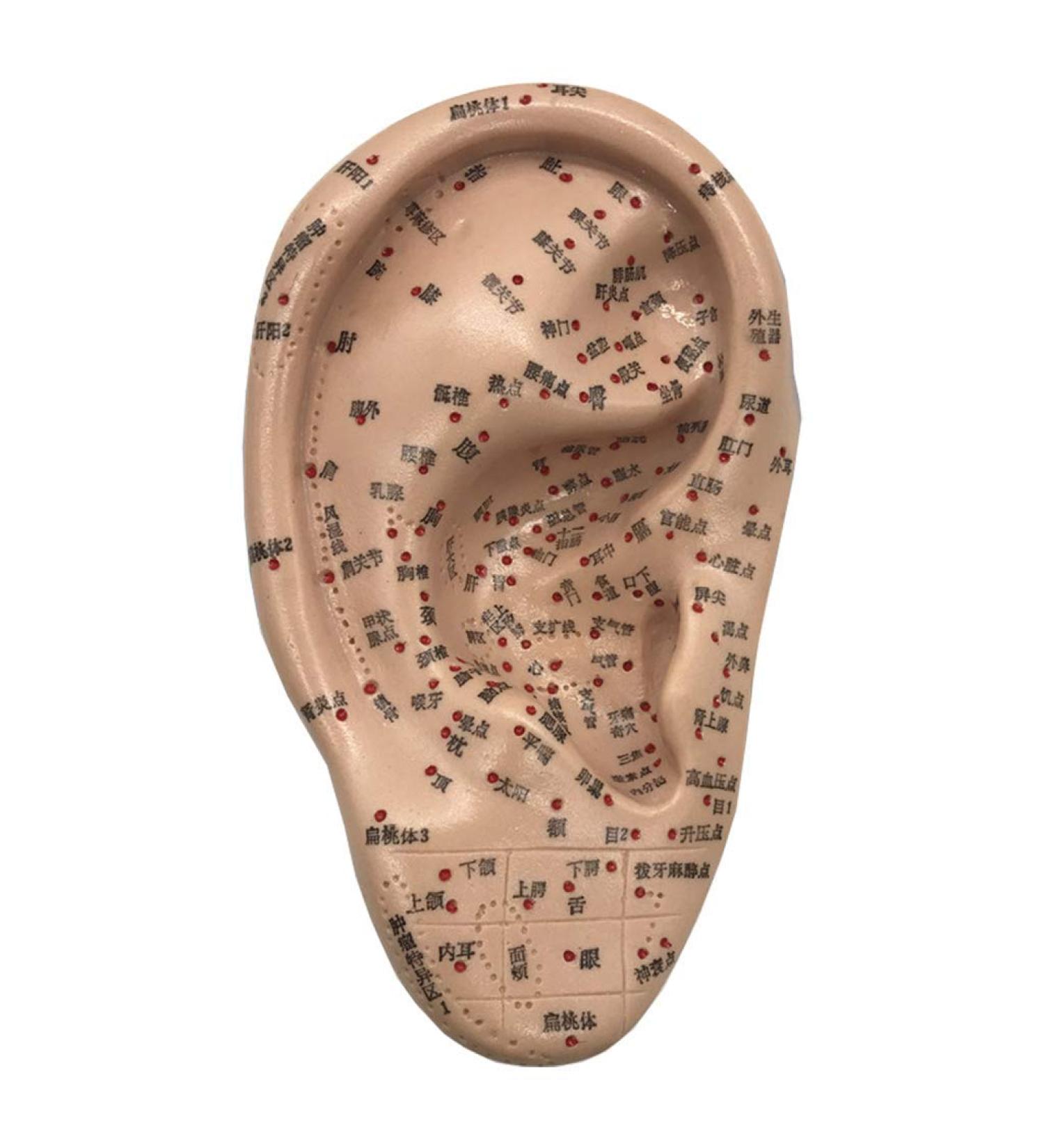 Buy Fhuili 16cm Human Acupuncture Ear Model - HD Chinese Medicine Training Tool for Acupoint & Meridian Study - International Shipping Available - Buy Online on GoSupps.com