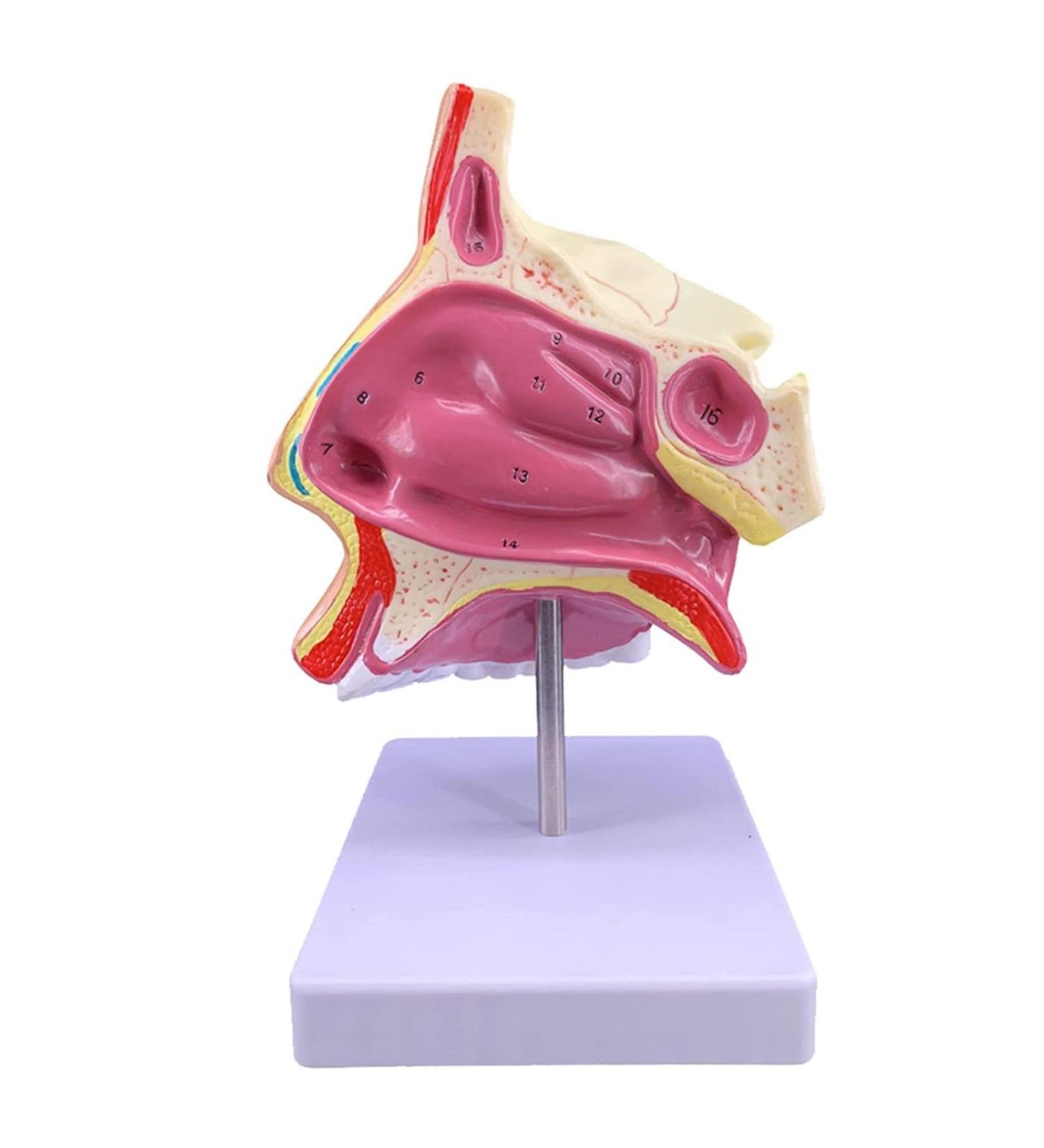 Mouth Nose Throat Pharynx Education Human Body ENT Model Study Model Pathology Nose Throat Model Enlarge The ical Model A+b - Buy Online on GoSupps.com