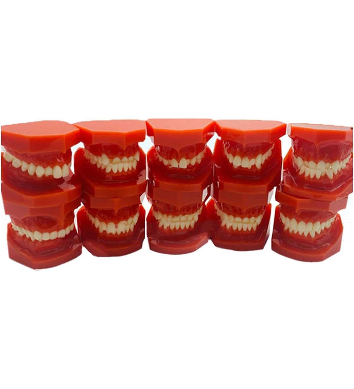 Teeth Educational Model - Orthodontic Classification & Lesson Model for Dental Training | International Shipping Available - Buy Online on GoSupps.com
