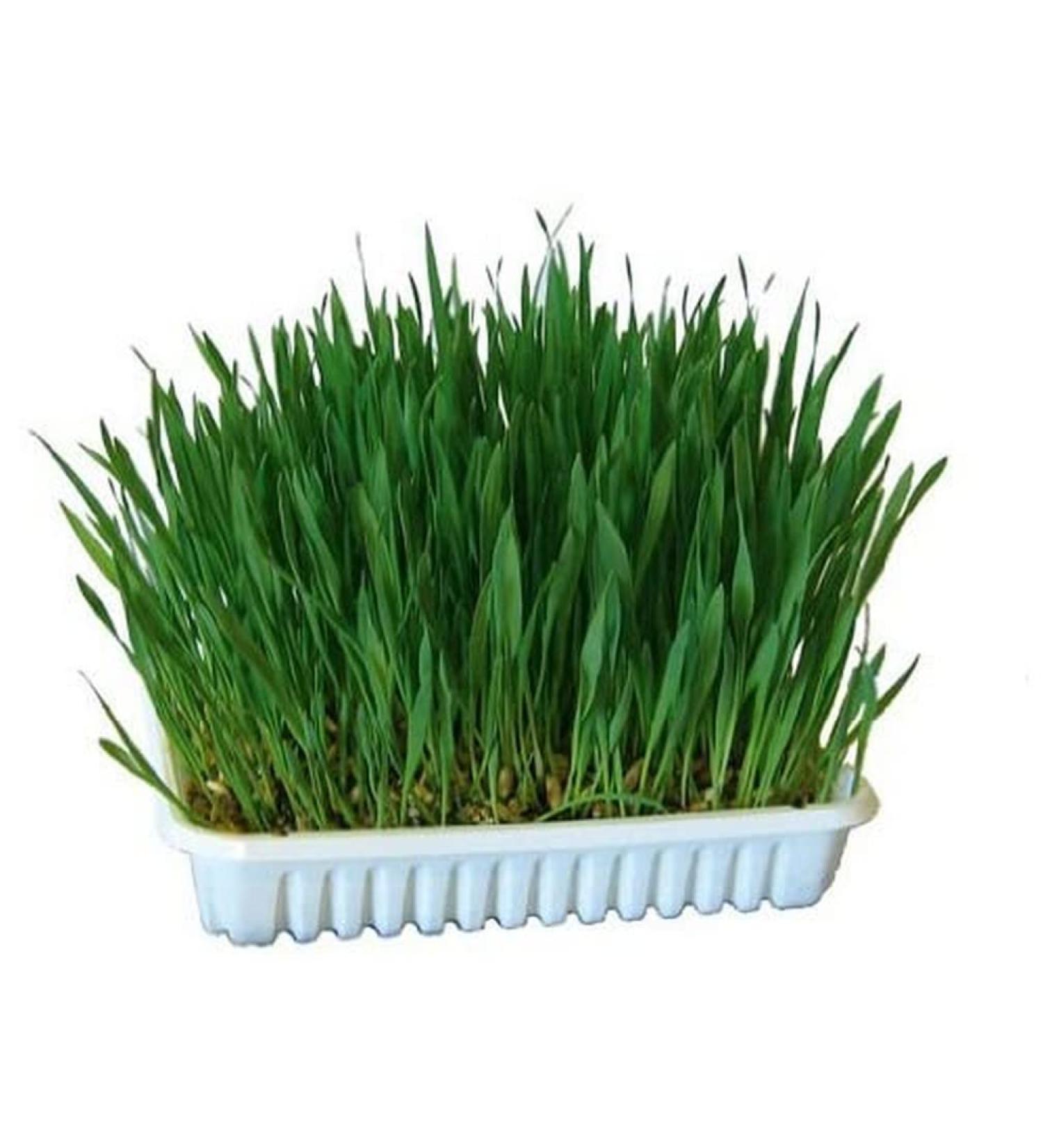 Kerbl 83199 Chew Grass 100 g