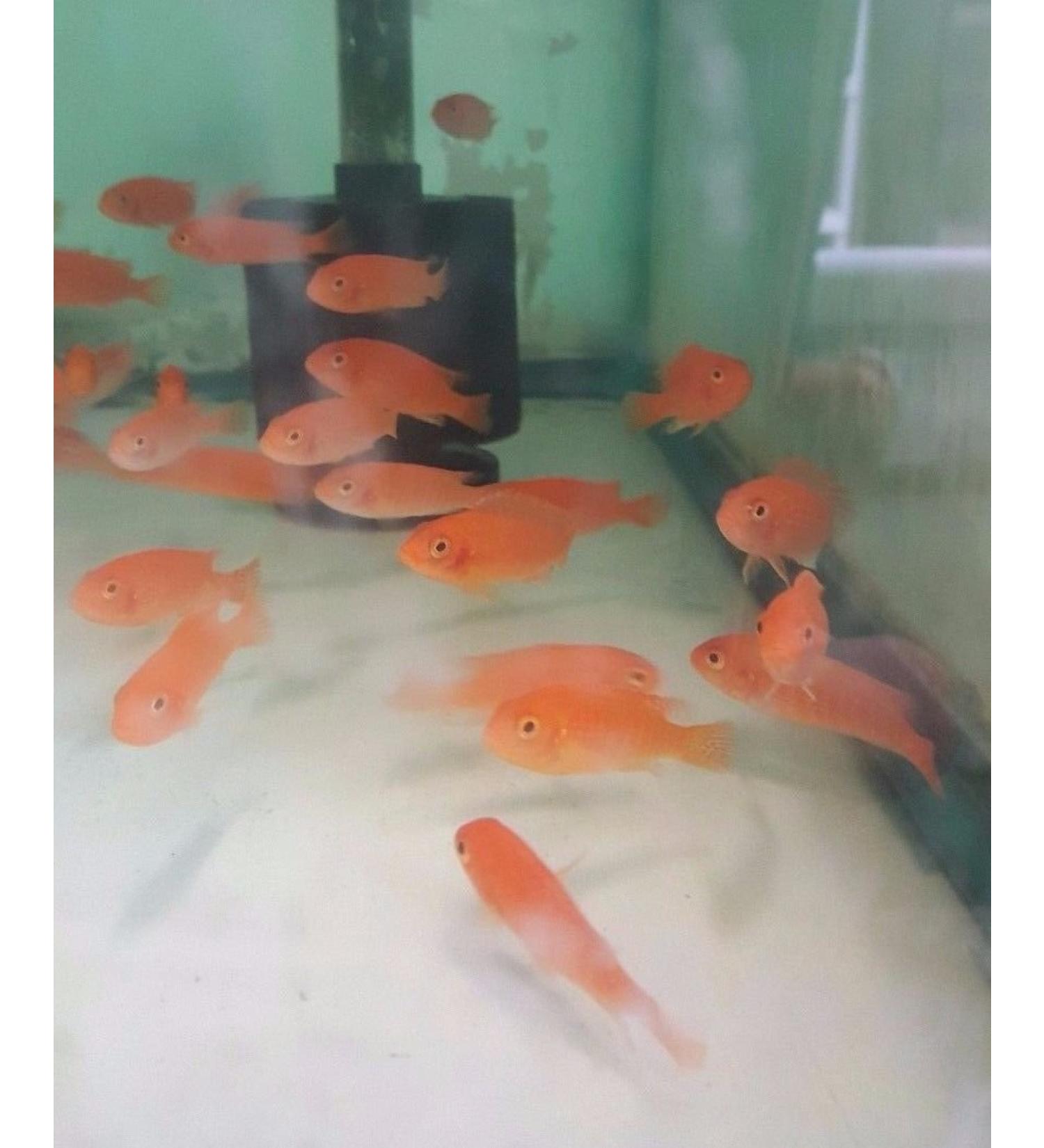 1.5" - 2" Red Zebra Cichlid Live Fish Aquatic Pets