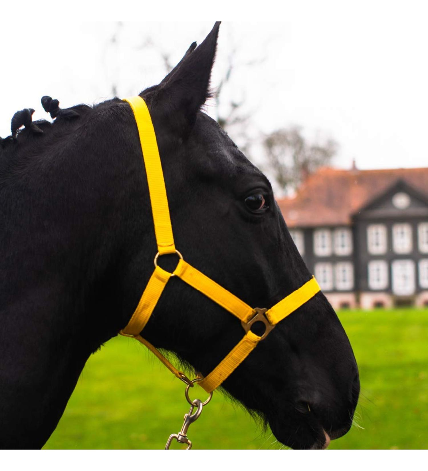 Adjustable Yellow Halter for Warmblood Thoroughbred & Cold Blood Horses | Safe Tearproof 2 Compartment Design for Stable & Pasture Use - Buy Online on GoSupps.com