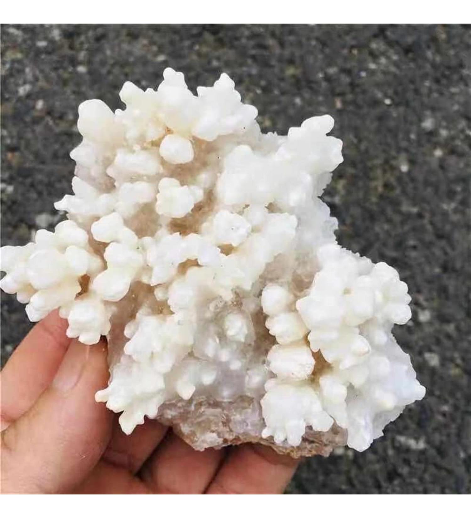 1pc 100g-580g Natural Raw Rough Rock Specimen White Stalactite Crystal Cluster for Home Decoration HOMEZHOU (Size : 1pc 290g-340g) - Buy Online on GoSupps.com