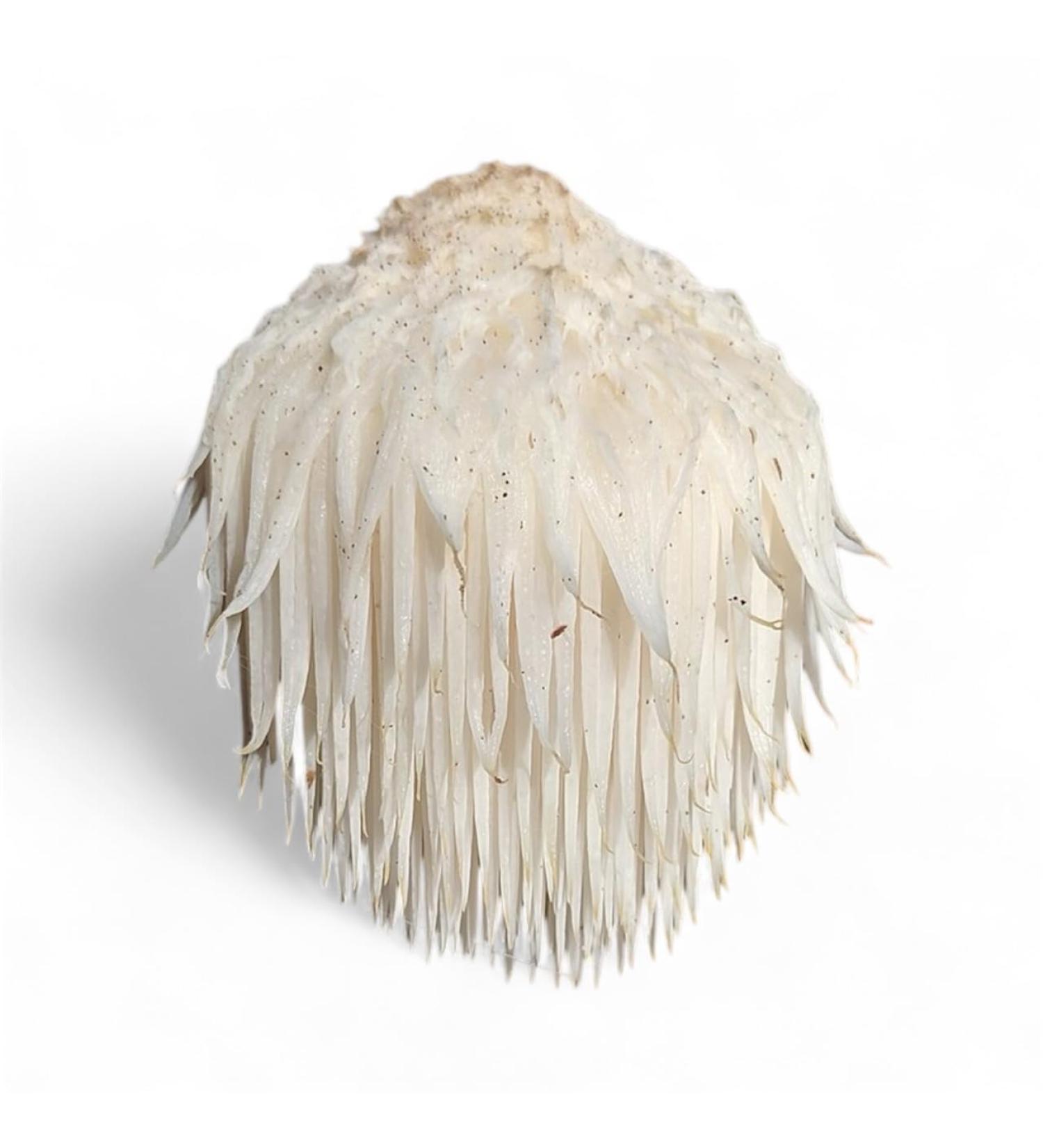 Lion's Mane Double Extract Tincture Hericium Erinaceus 2 Fl Oz Cognitive and Mood Support