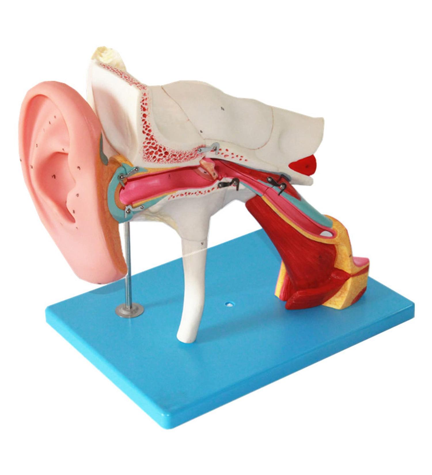 Human Ear Structure Anatomical Model 4 Times Life Size Medical Props Model 8 Parts Inner Ear Ear External Ear Tympanum Eardrum Listen to Small Bones Humerus Anatomy - Buy Online on GoSupps.com