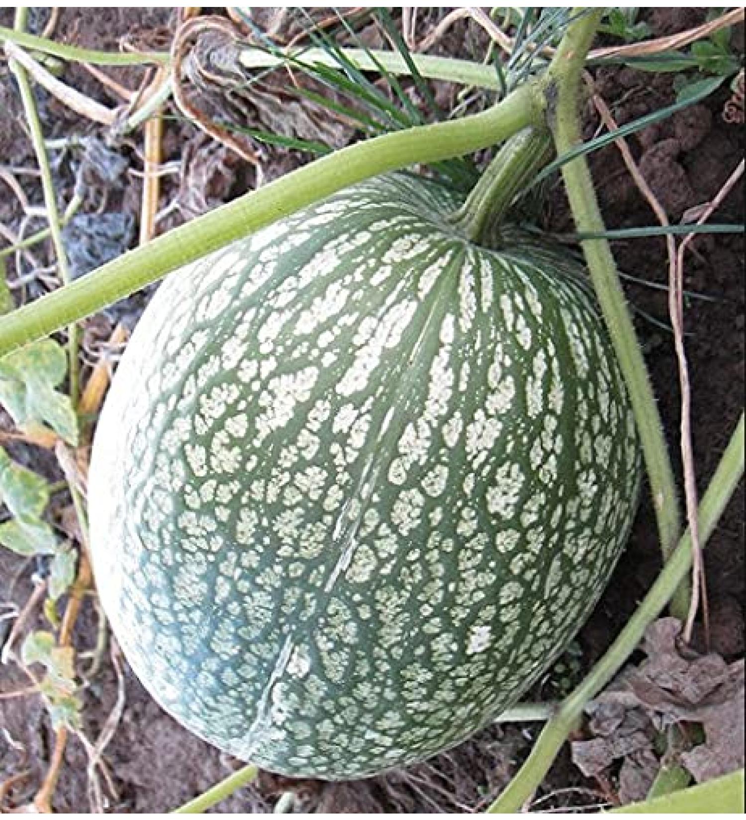 Radny 10pcs Shark Fin Melon Chilacayote Fig Leaf Malabar Gourd Vegetable Seeds