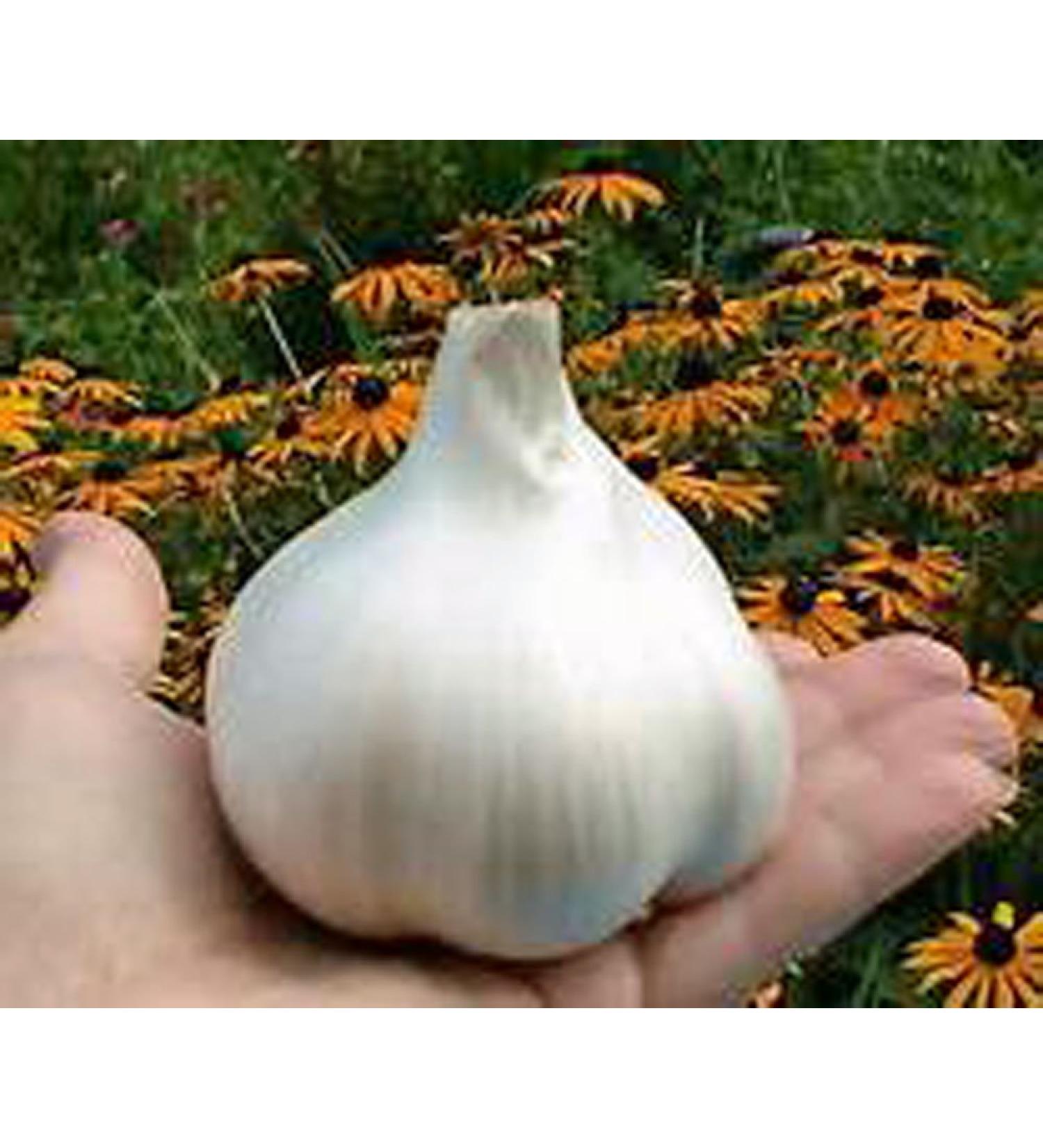 Organic Elephant Garlic - 2 Huge Bulbs for Planting, Eating, or Cooking | Non GMO & Mild Taste - Buy Online on GoSupps.com