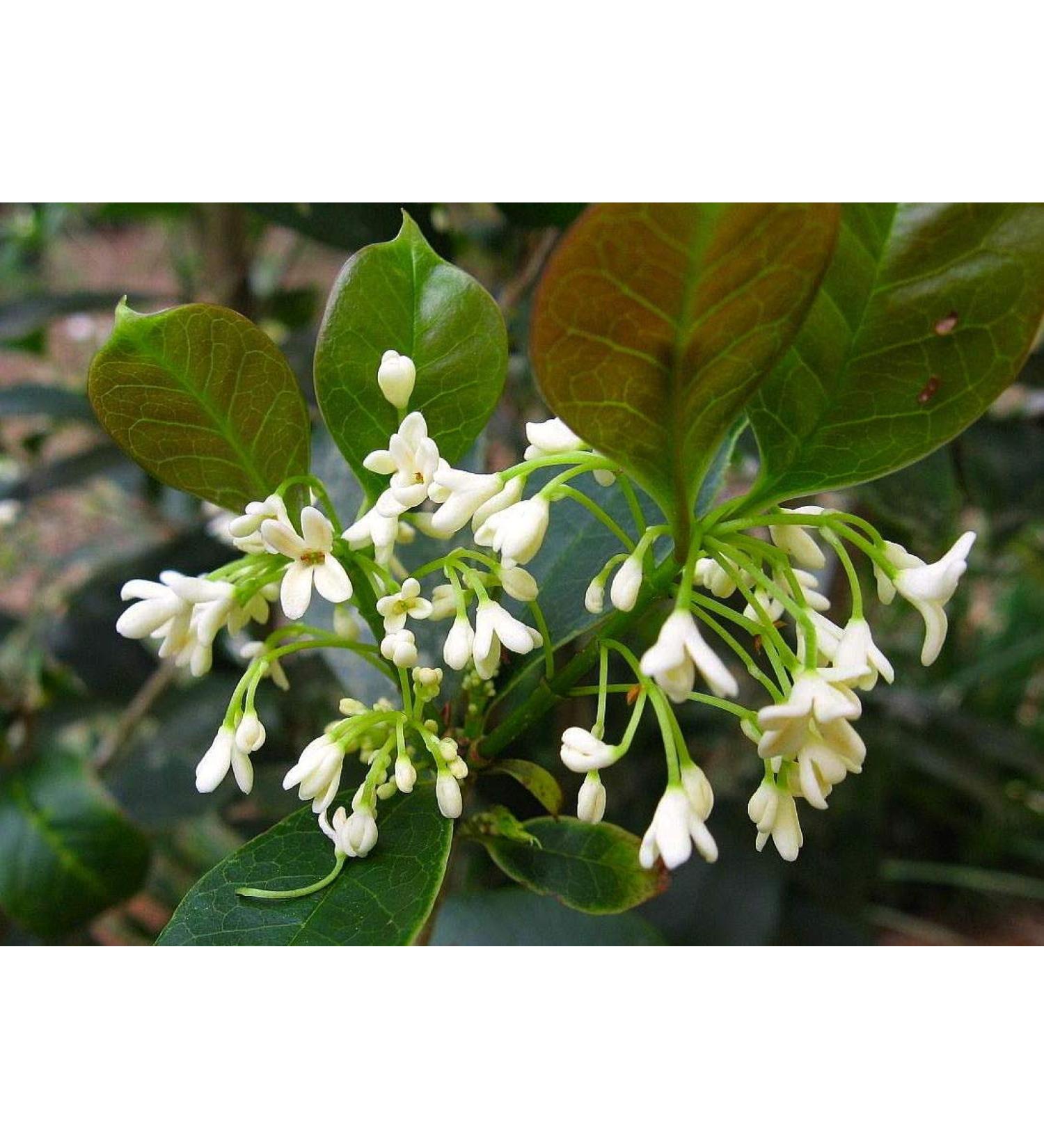 Portal Cool 15 X fragranti Tea Olive Semi Osmanthus Fragrans - Buy Online on GoSupps.com