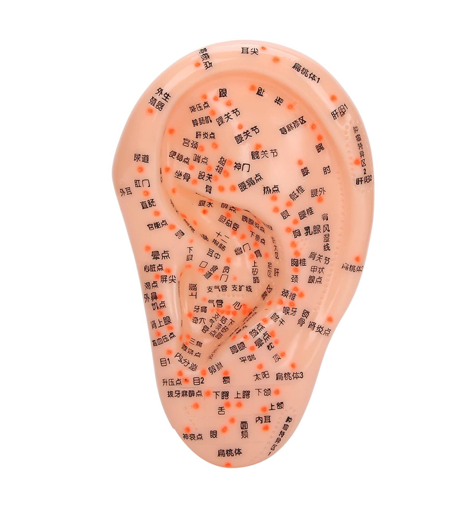 Acupuncture Ear Model for Home Use | Accurate Human Ear with Acupuncture Points | Ideal for Ear Massage & Acupressure Practice - Buy Online on GoSupps.com