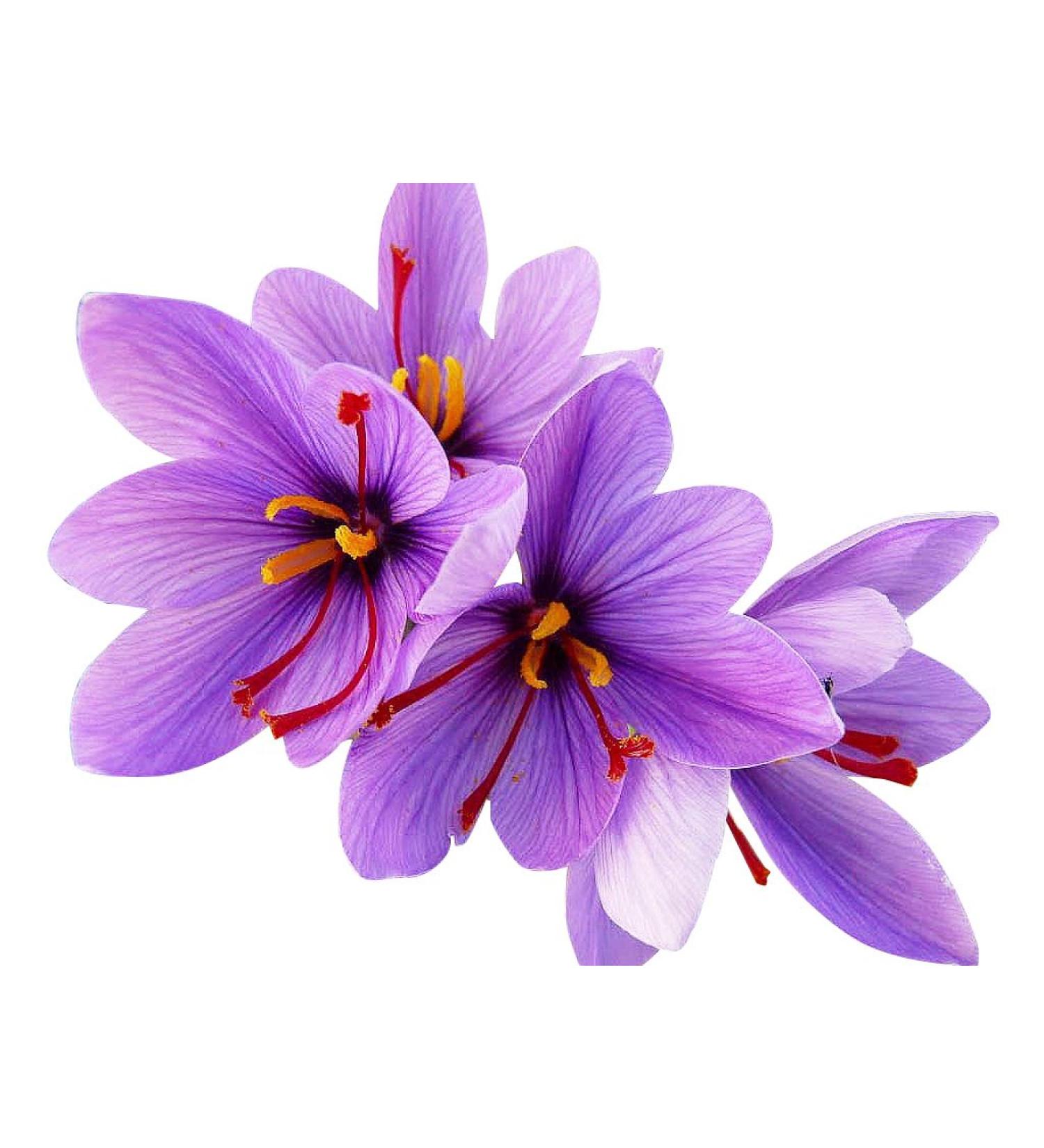10 Jumbo Saffron Crocus Sativus Corms - Source of Saffron Spice - Instructions Will be Included