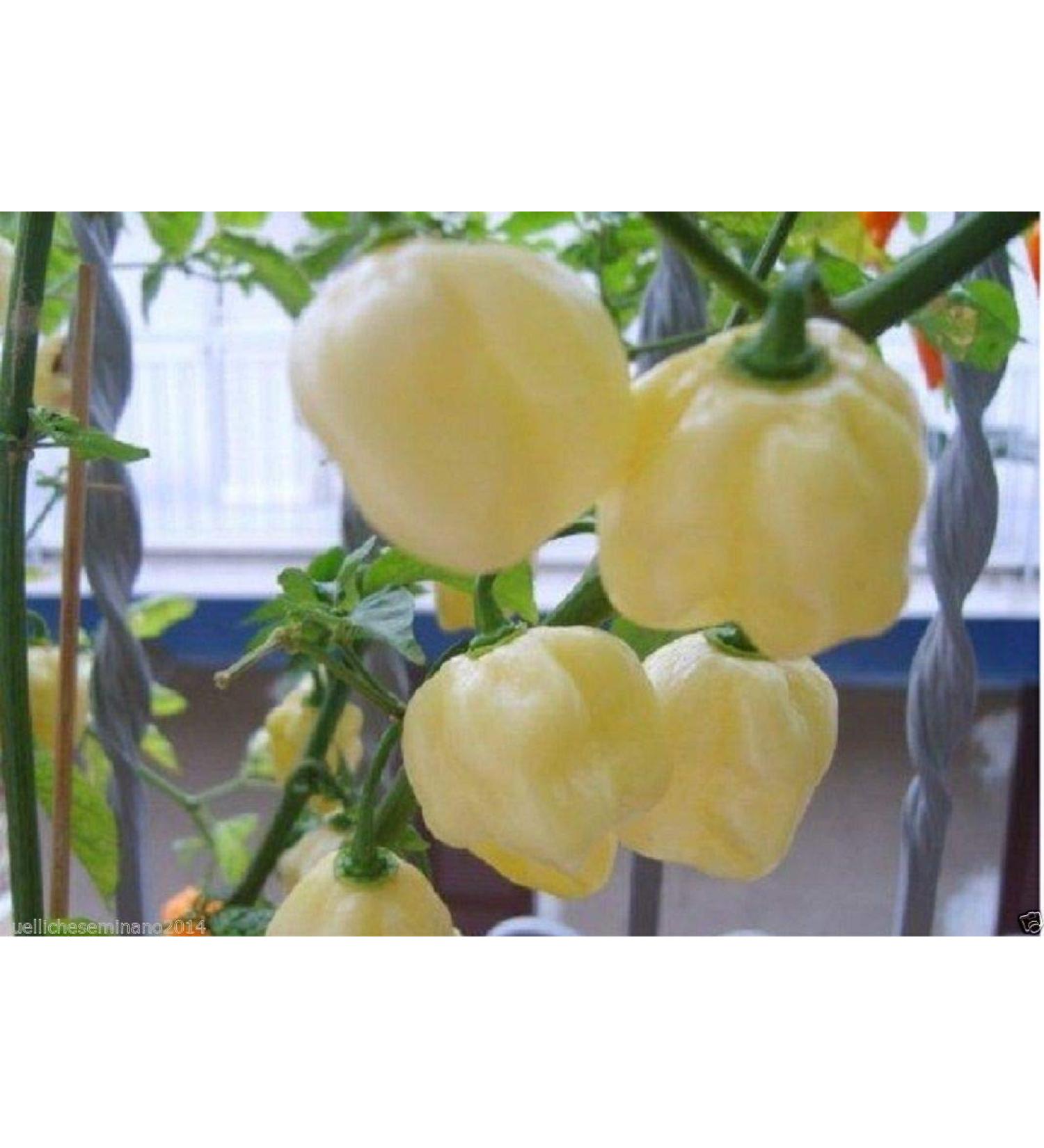 20 Semi Habanero Whithe Giant- Large White Hot Pepper + Guida coltivate