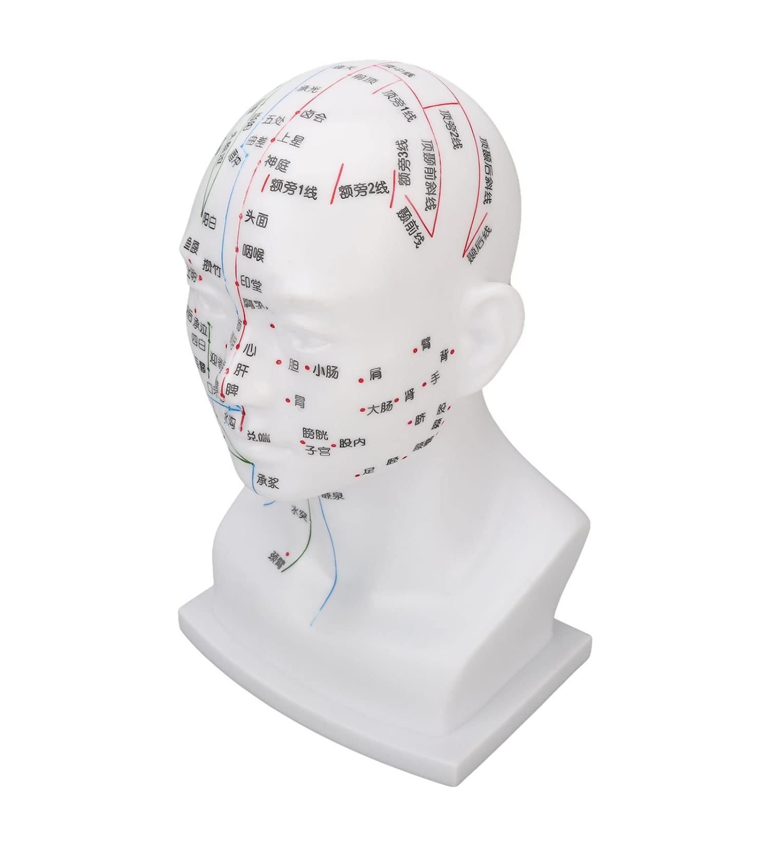 Acupuncture Point Head Model - 11.8 Inch PVC Facial Massage Meridians for Teaching & Learning - International Shipping Available - Buy Online on GoSupps.com