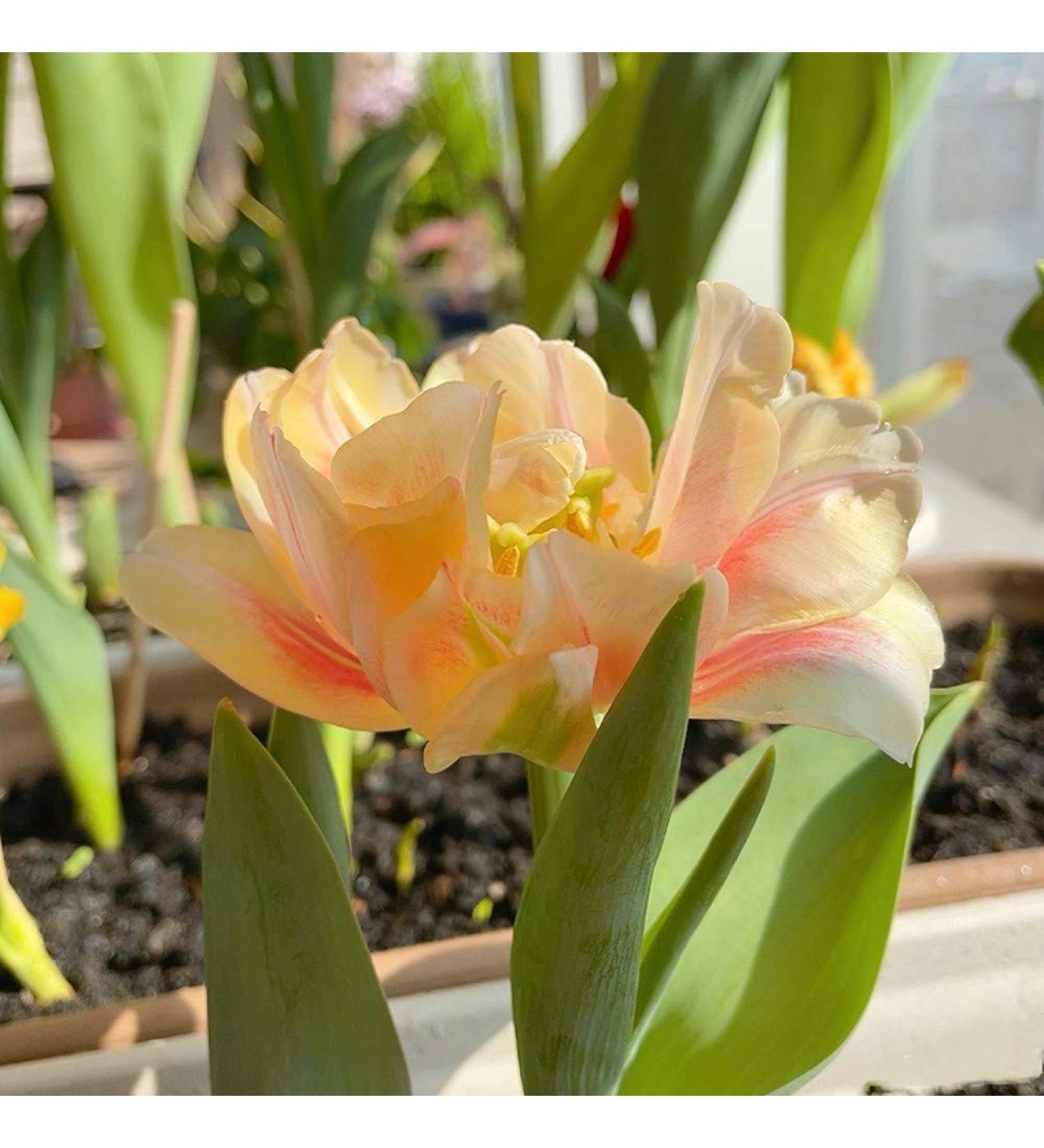 Dutch Tulip BulbsVery delicateSoft and very bright27Bulbis