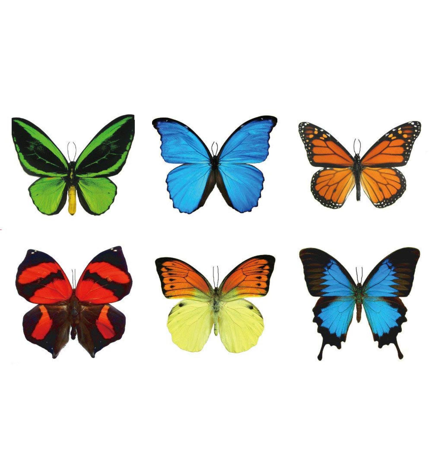 Large Butterfly Temporary Tattoos - Butterfly Utopia (6 Sheets) - Buy Online on GoSupps.com