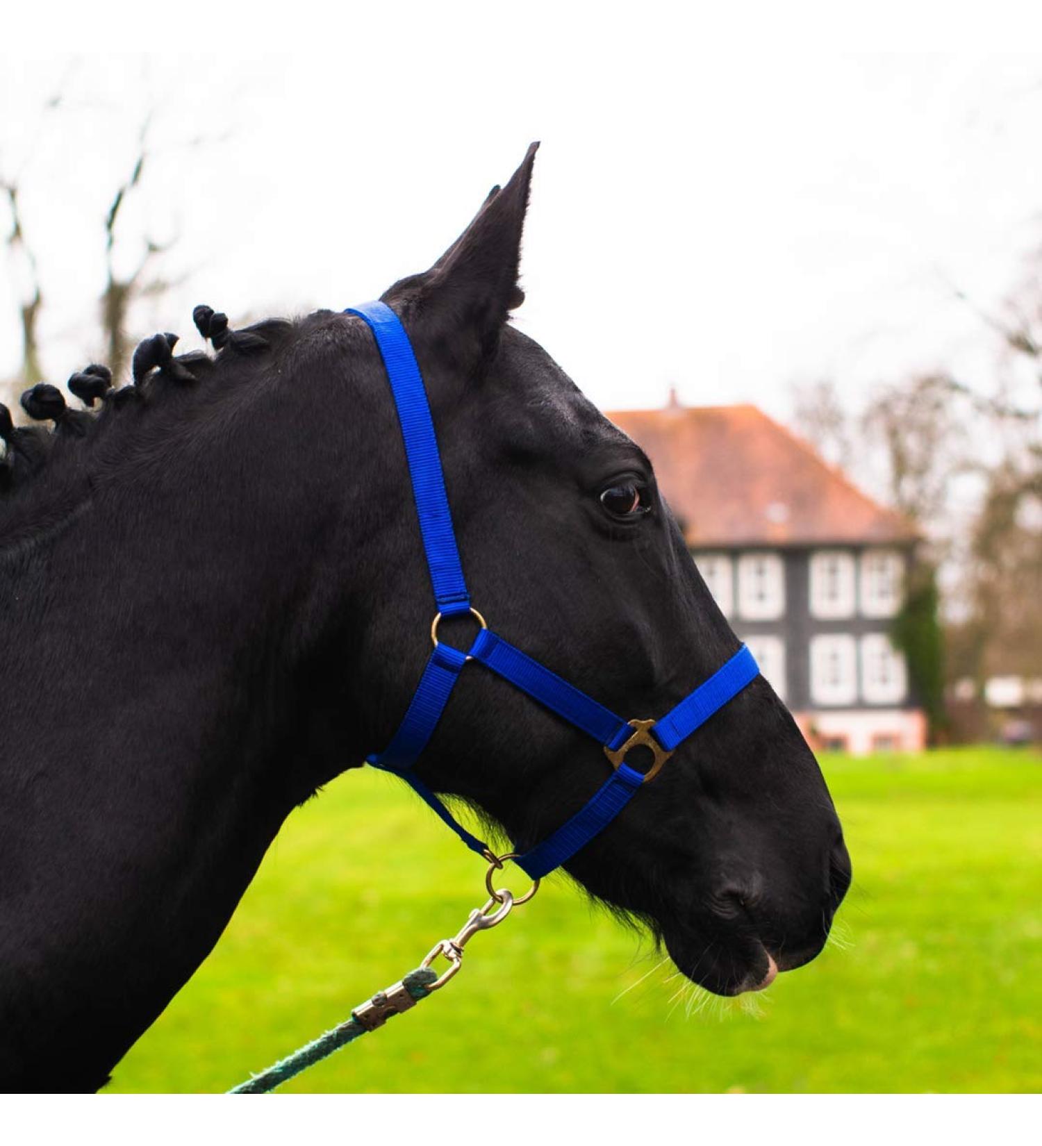 Premium Royal Blue Halter for Warmblood & Thoroughbred Horses Adjustable Safe & Tear-Resistant Perfect for Stable & Pasture Use - Buy Online on GoSupps.com