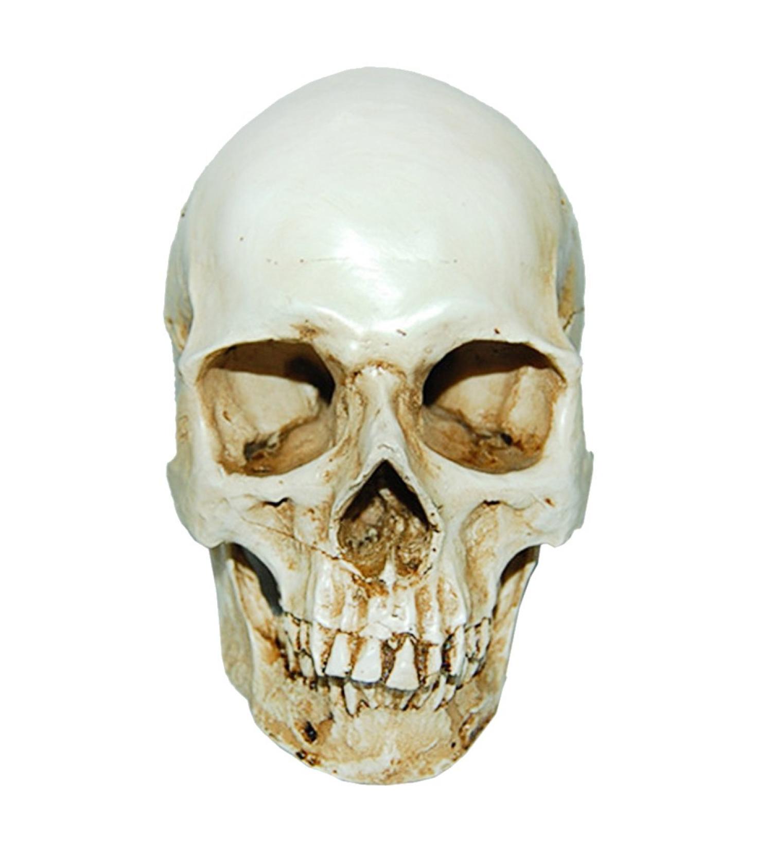 Lifesize 1:1 Human Skull Replica Resin Model - Anatomical Medical Skeleton by MagiDeal - Buy Online on GoSupps.com