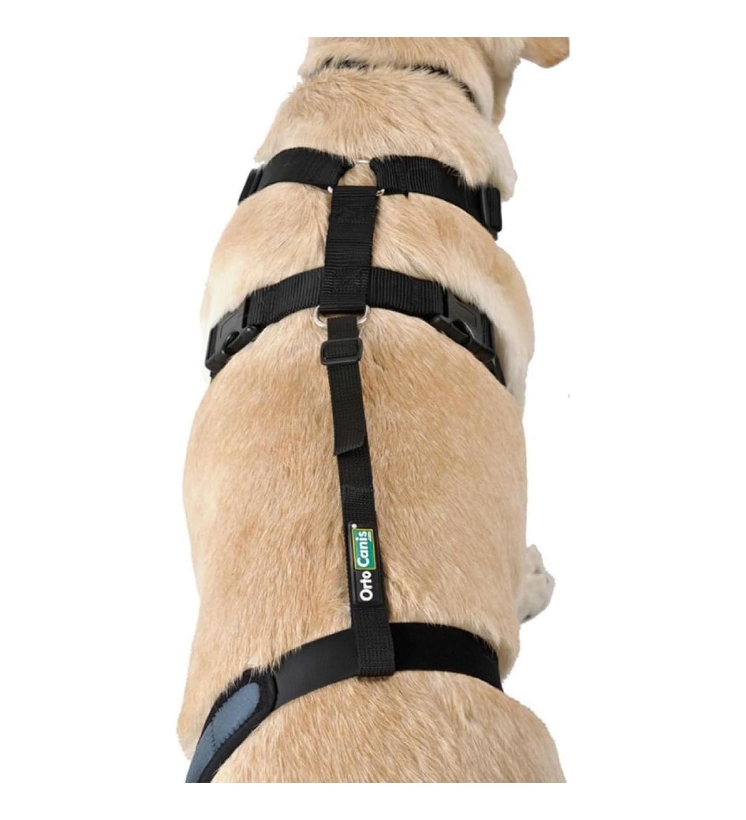 Ortocanis - Dog Back Belt Lumbar Fixation for Knee Brace Belt Only Size XS - Buy Online on GoSupps.com
